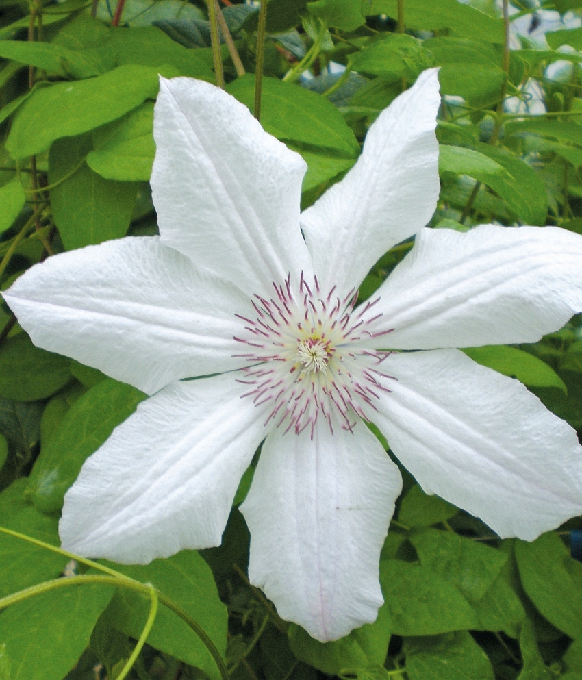 CLEMATIS WIELKOKWIATOWY JAN PAWEŁ II powojnik 1L