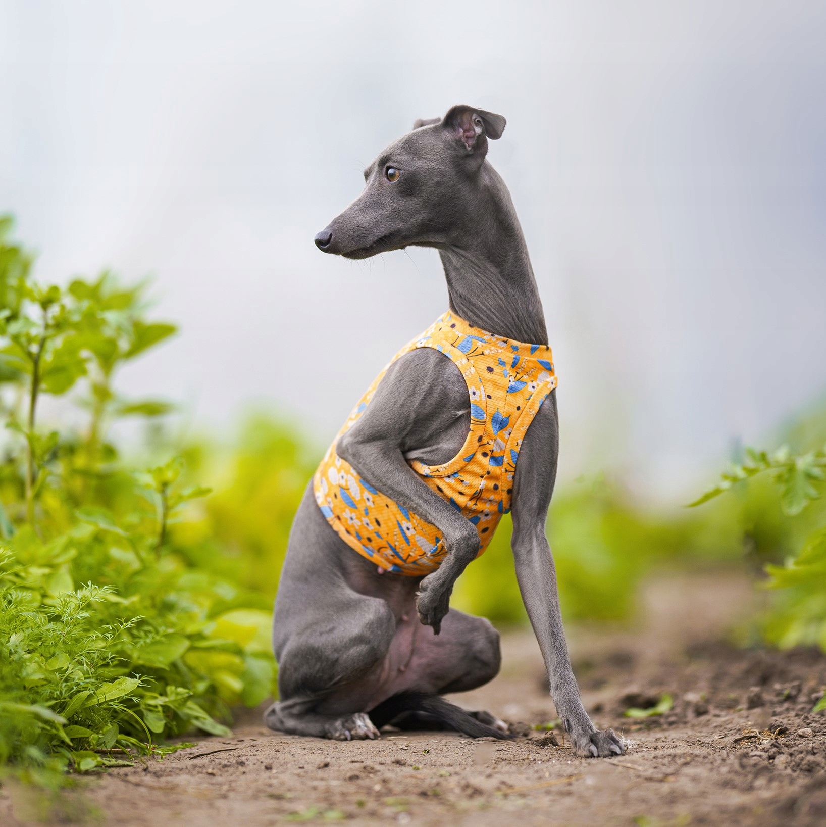 Levně Chladící tričko pro italského chrtíka