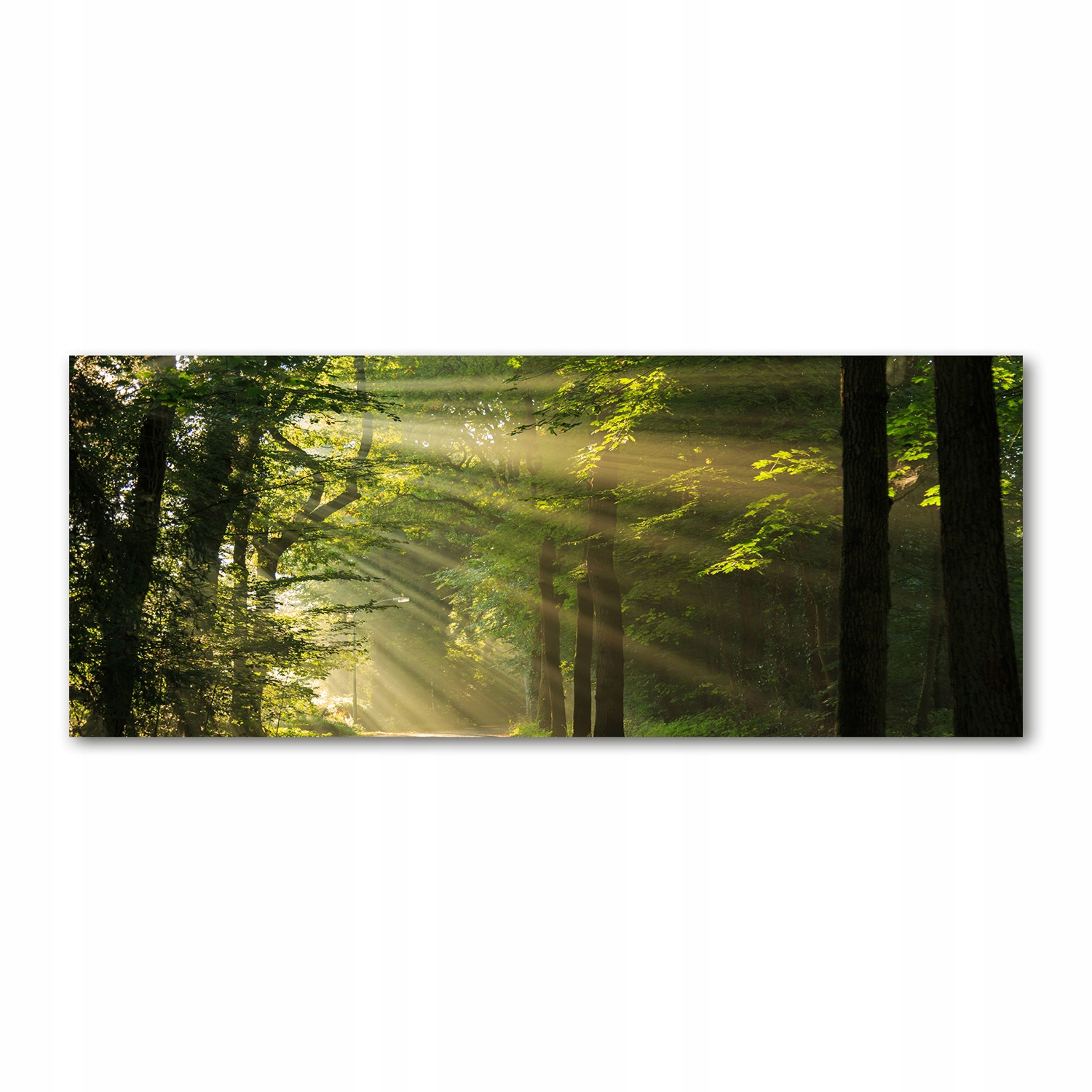 

Foto obraz akryl zdjęcie Las w słońcu 125x50 cm