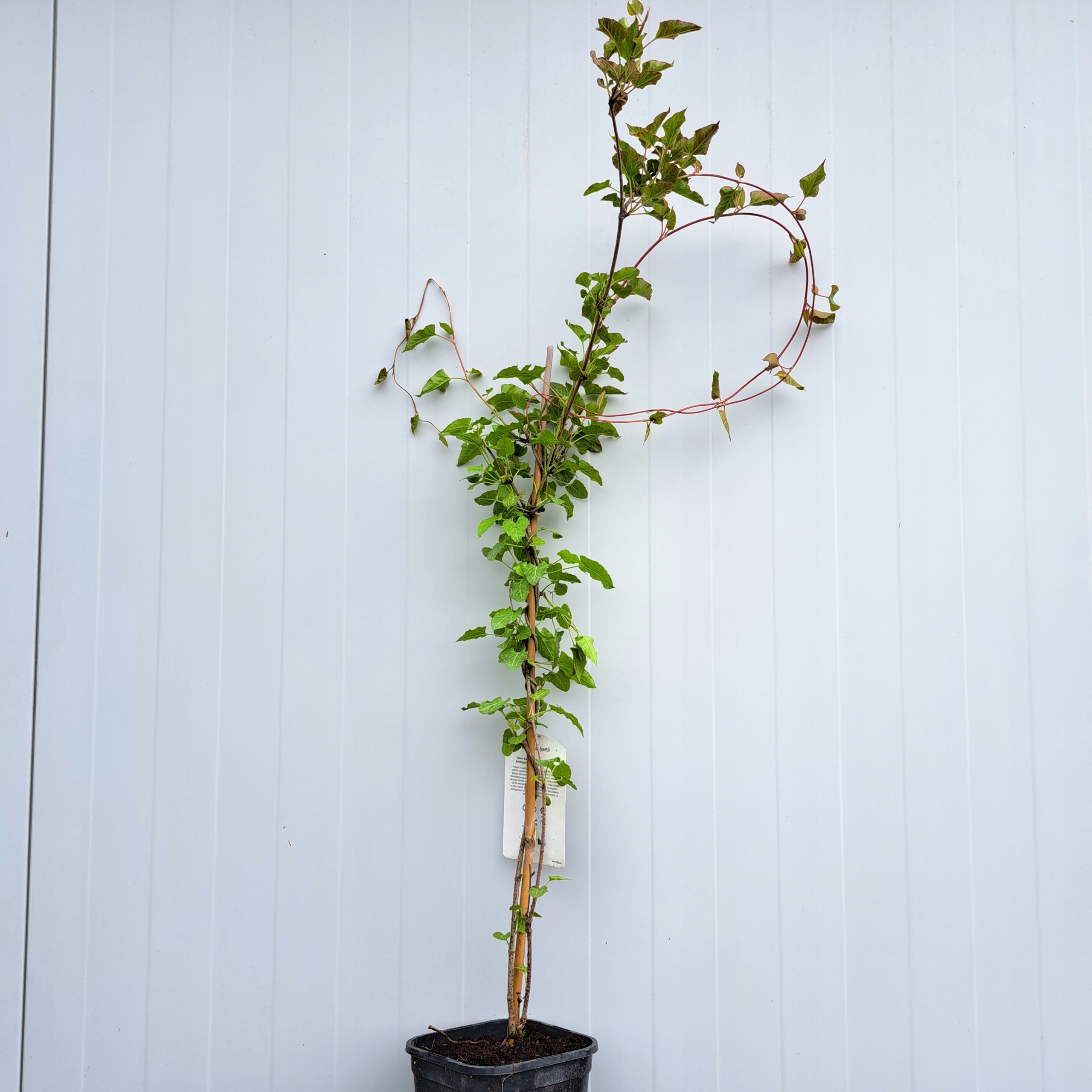 Спорыш обер-Fallopia aubertii (C2)