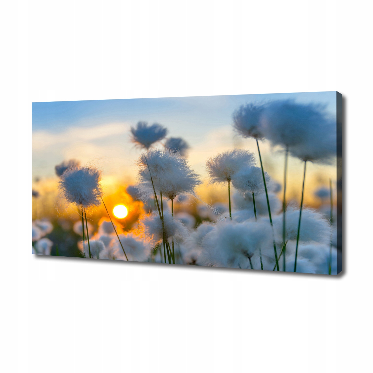 

Foto obraz canvas na ścianę Wełnianka 140x70 cm