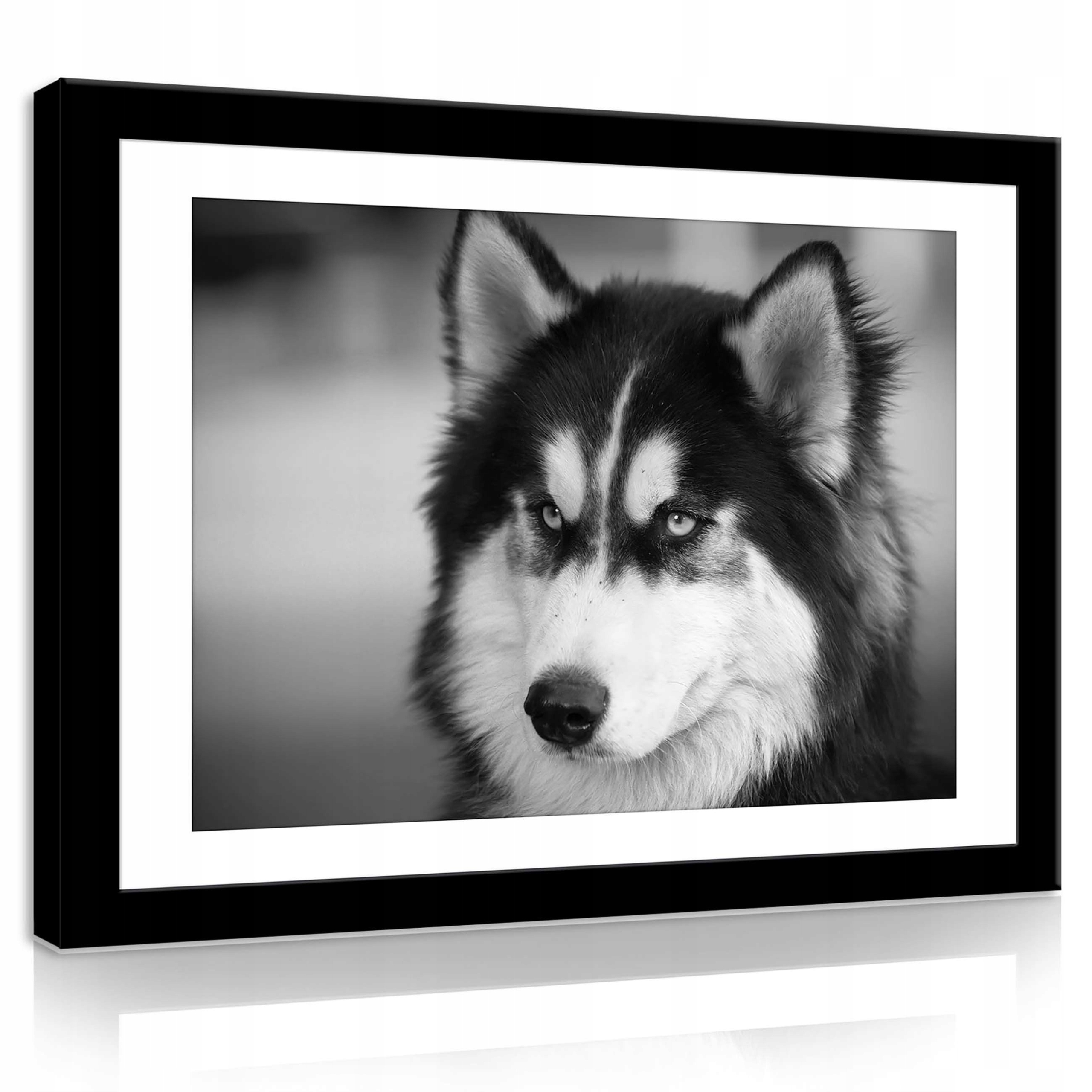 Obraz 70x50 Husky pes portrét černobílé zvíře kožešina pohled klid