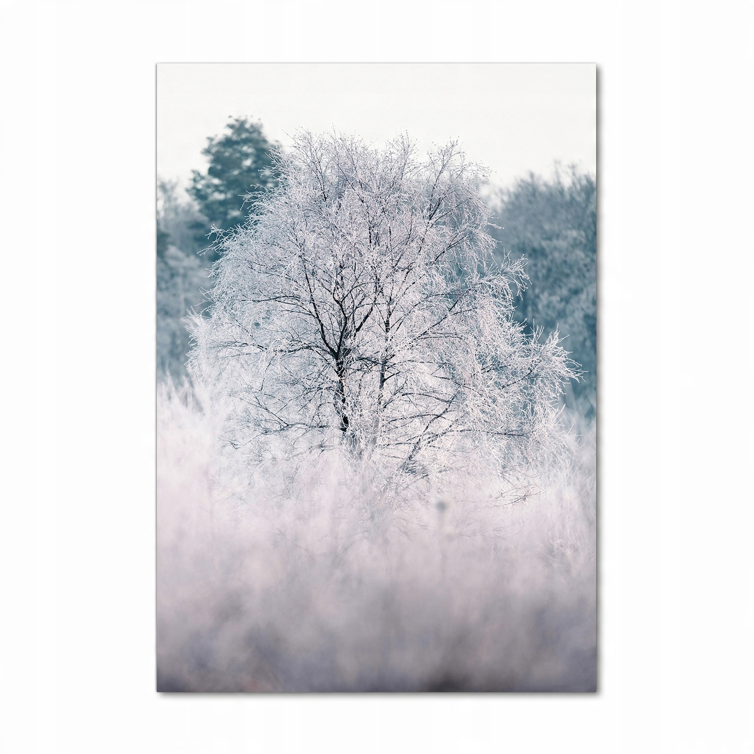 

Foto-obraz szkło hartowane Las zimą 70x100 cm