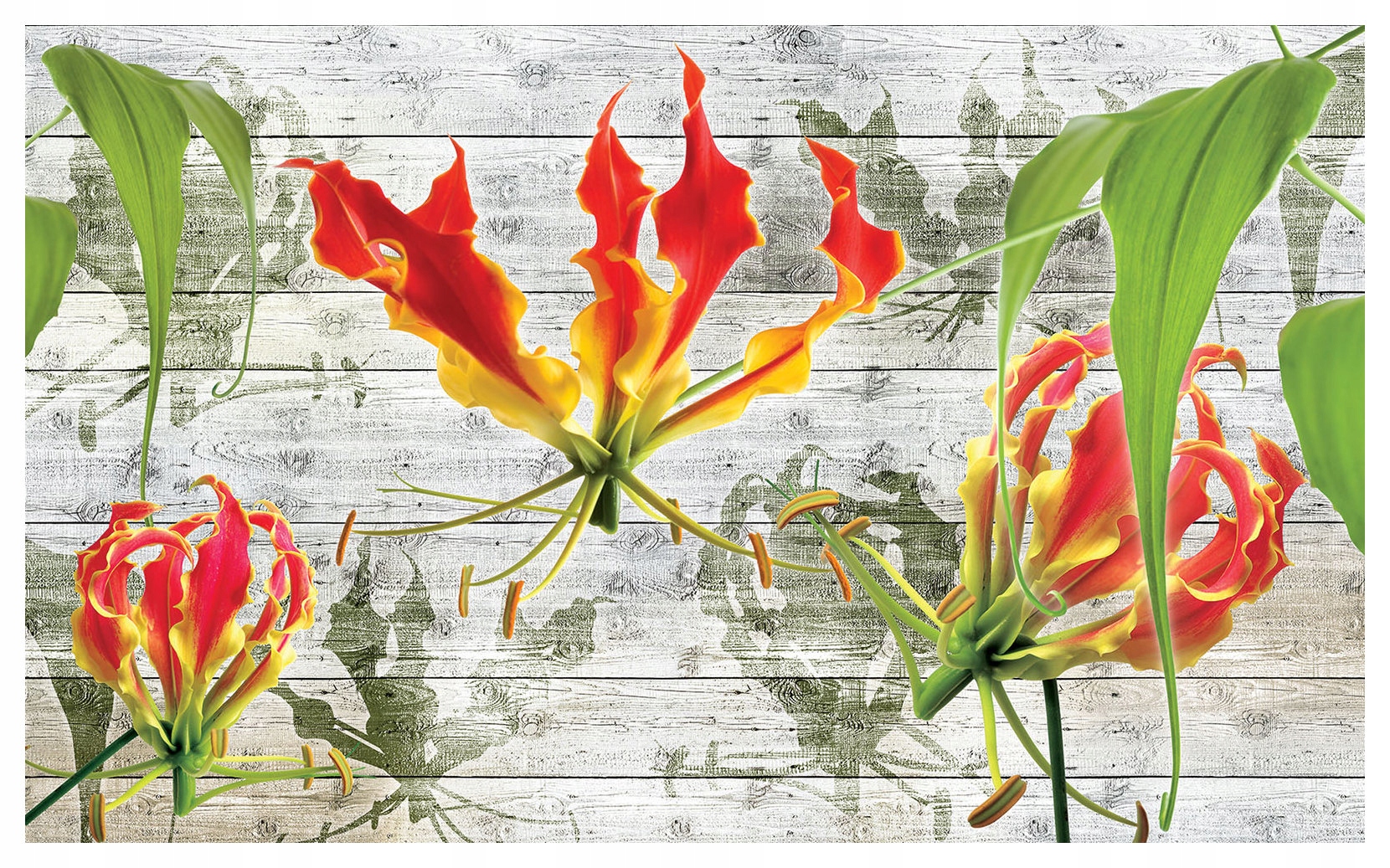 Tapeta Glorioza na dřevě vintage 368x254 Květiny exotika elegance lepidlo