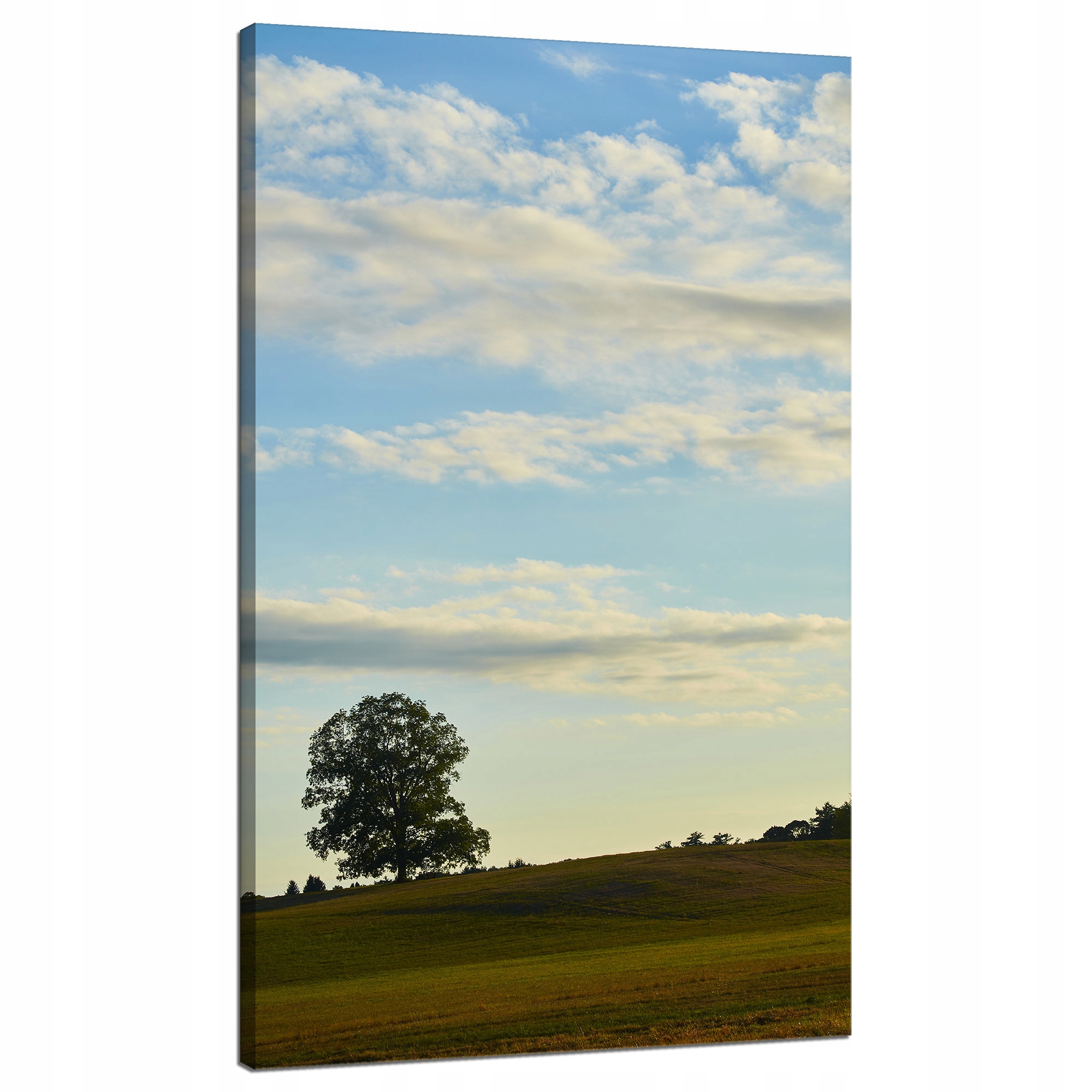 Obraz Canvas Příroda Strom v poli 70x120 cm