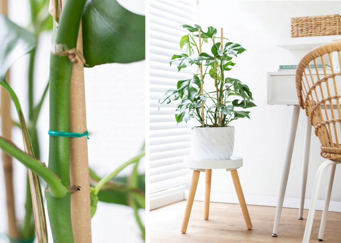 100X TYCZKA BAMBUSOWA - PODPORA DO ROŚLIN KWIATÓW-TYCZKA ROŚLIN 60CM 8-10MM Kod producenta 100XTYCZKA BAMBUSOWA DO ROŚLIN