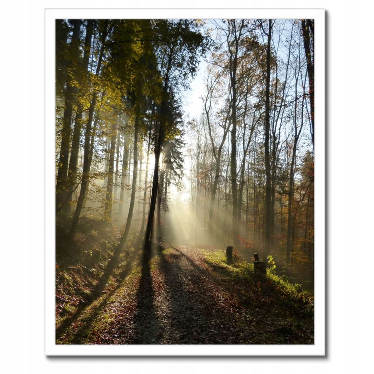 Plakáty v rámu 40x50 Východ slunce v lese
