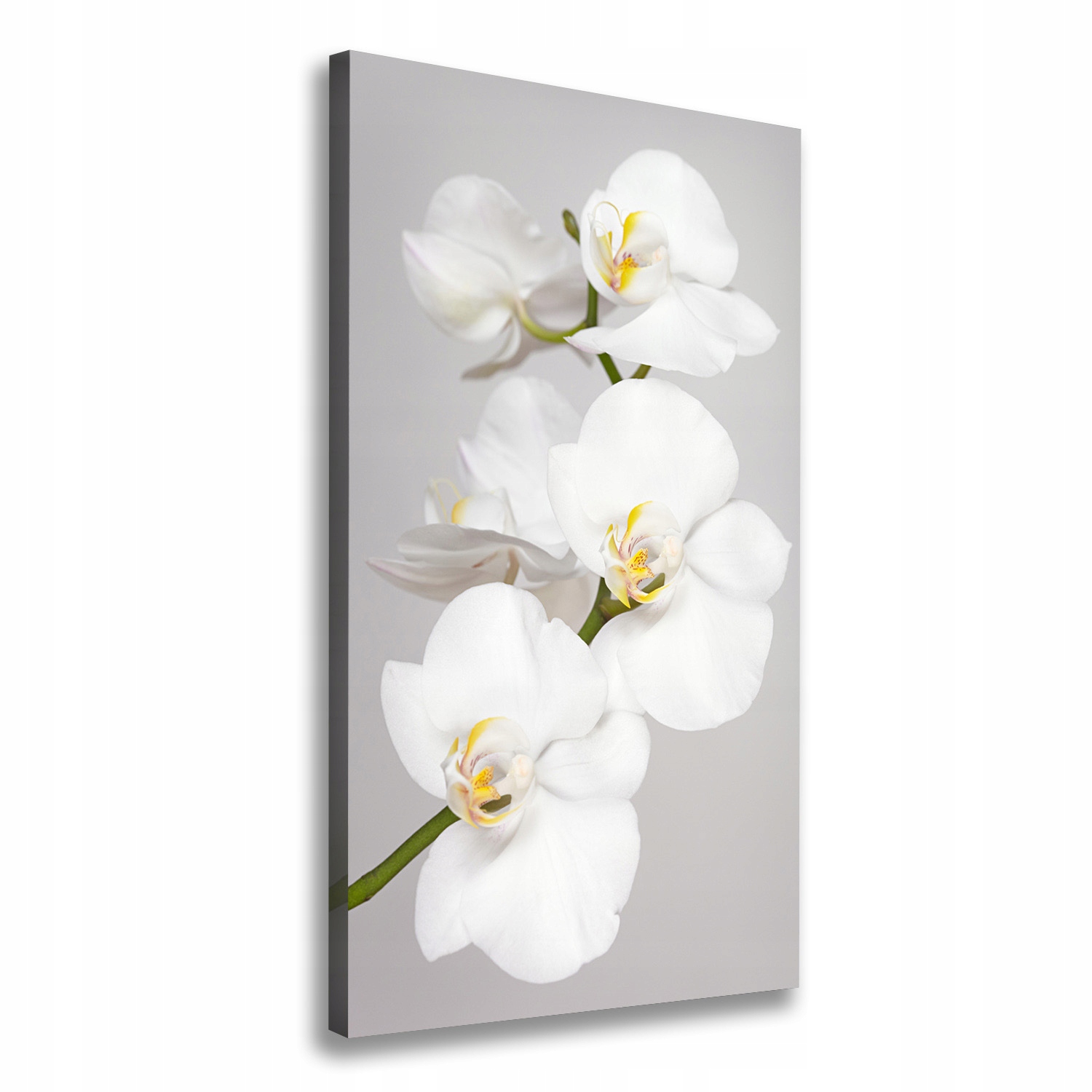 

Foto obraz na płótnie Biała orchidea 70x140 cm