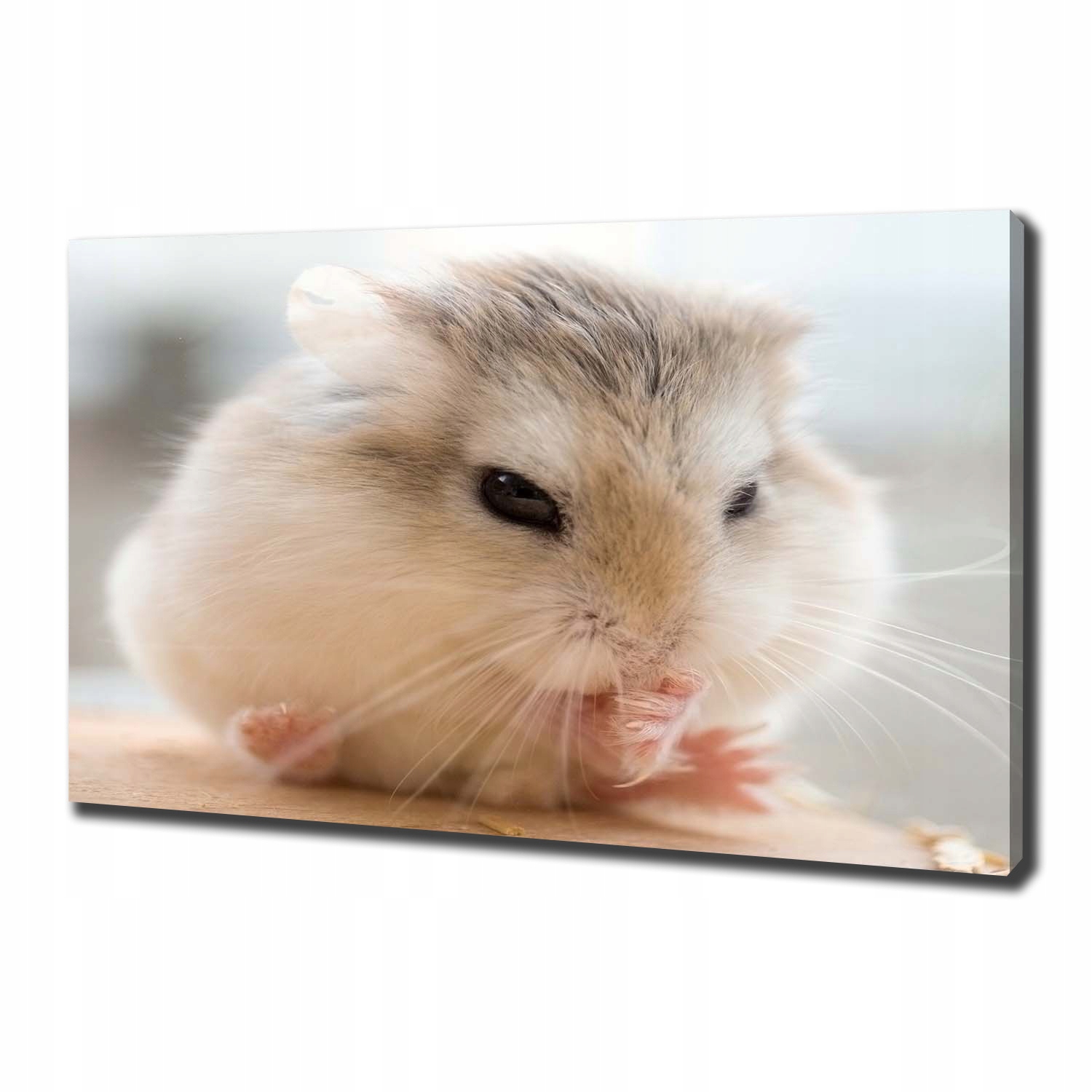 

Duży foto obraz na ścianę canvas Chomik 100x70 cm