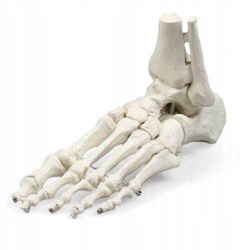 Model anatomiczny Elastycznej Stopy Stopa 1:1