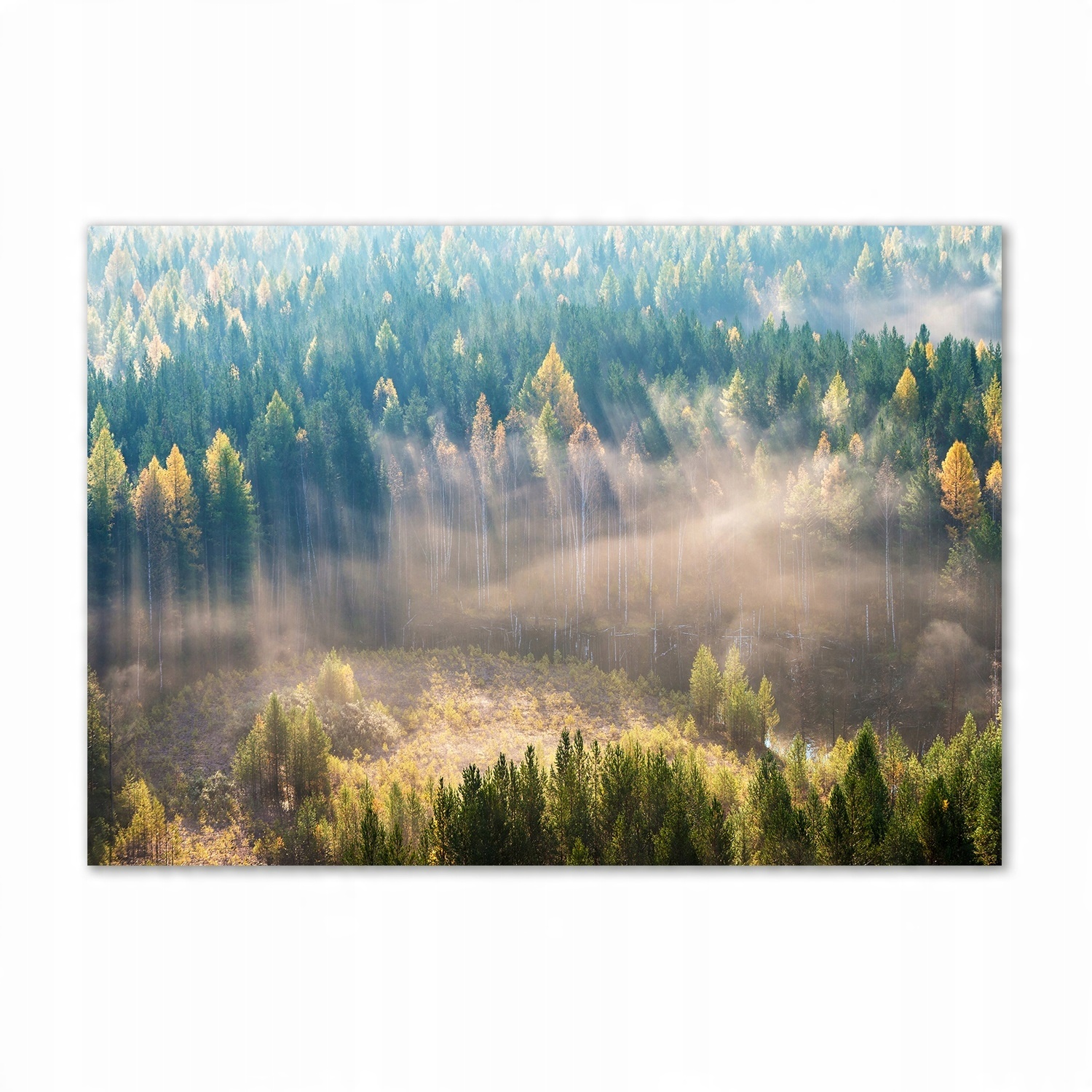 

Foto obraz szkło hartowane Mgła w lesie 100x70
