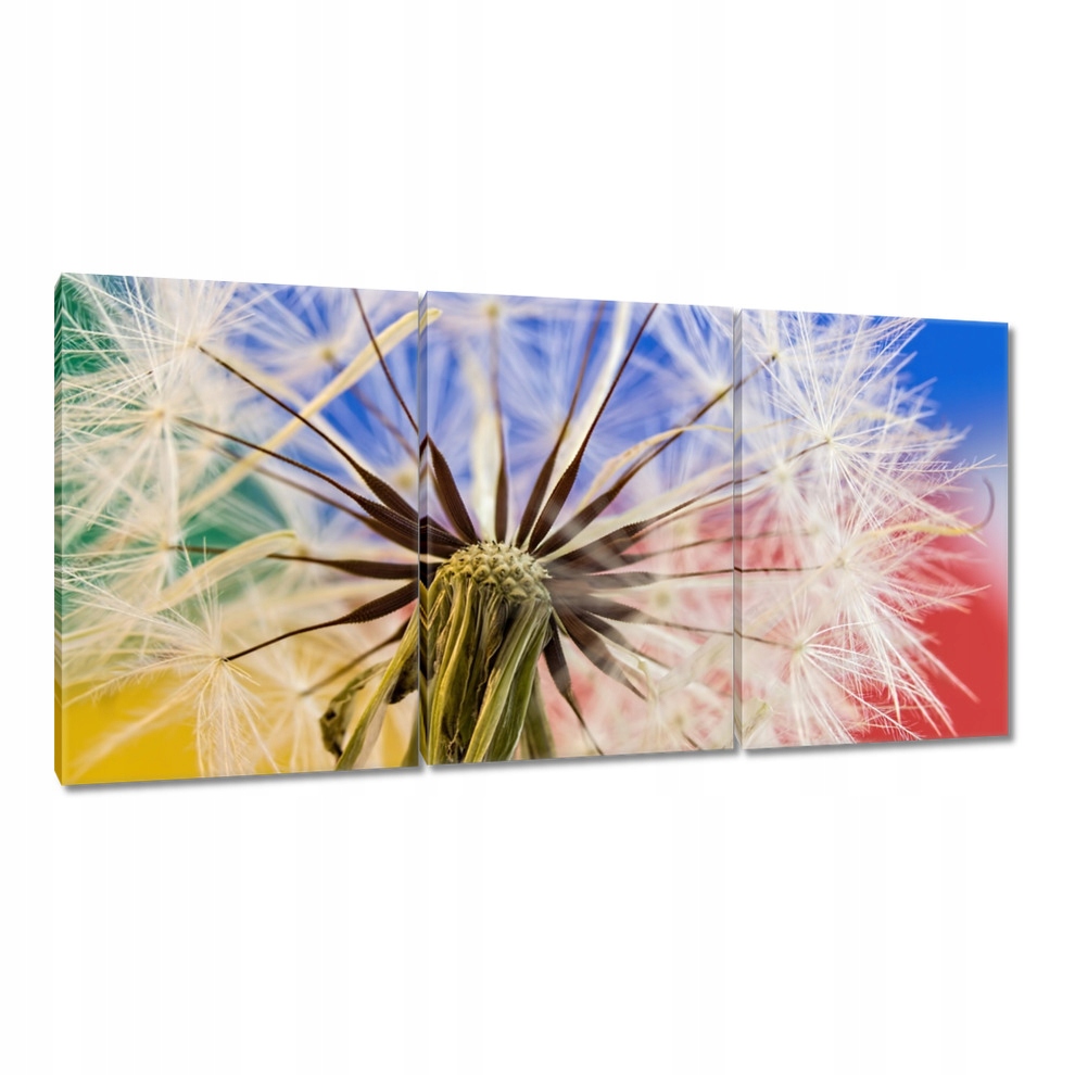 

Obrazy 120x60 Dmuchawiec w kolorach