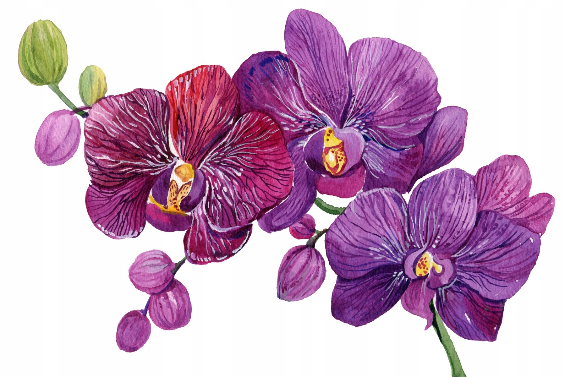 Fototapeta do obývacího pokoje 3D malované orchideje 450x300
