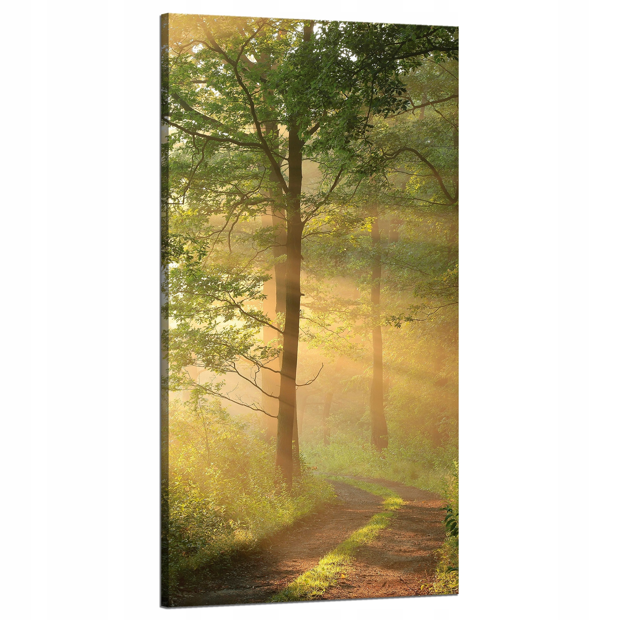 Obraz na plátně Světlo Slunce Les Stezka Příroda 60x120 cm