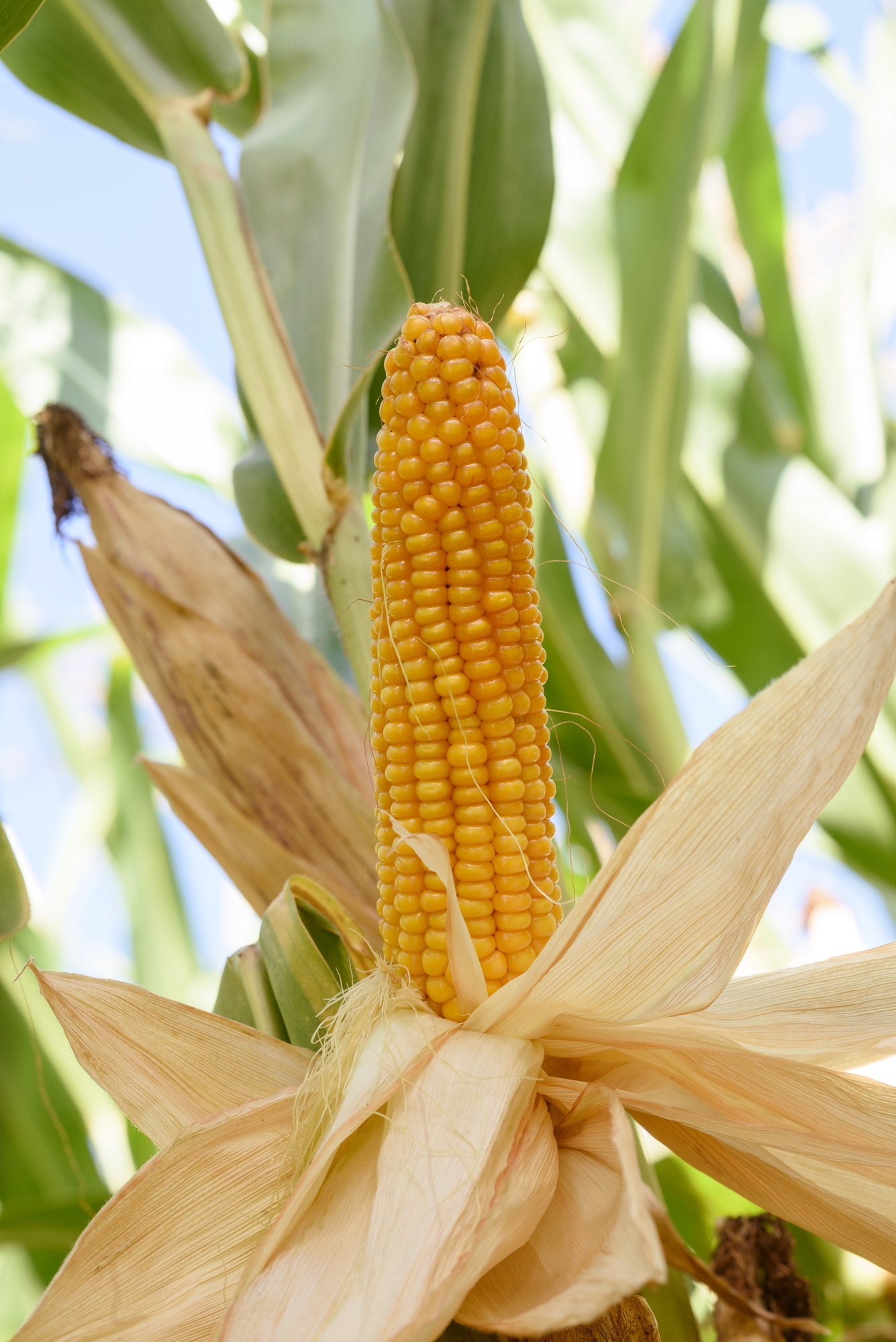 Semena kukuřice Kukuřice Sm Ameca C1 kvalifikovaná