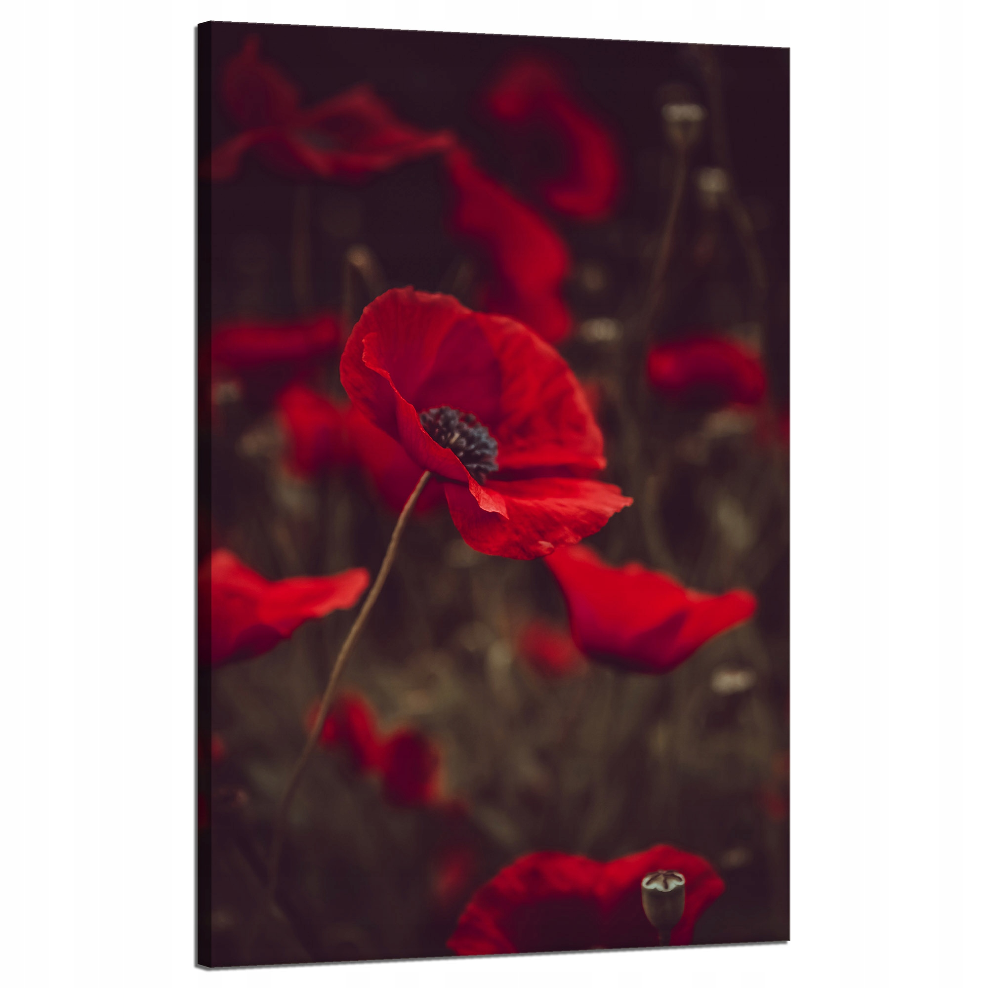Obraz Canvas Botanika Červené máky Polní 50x80 cm