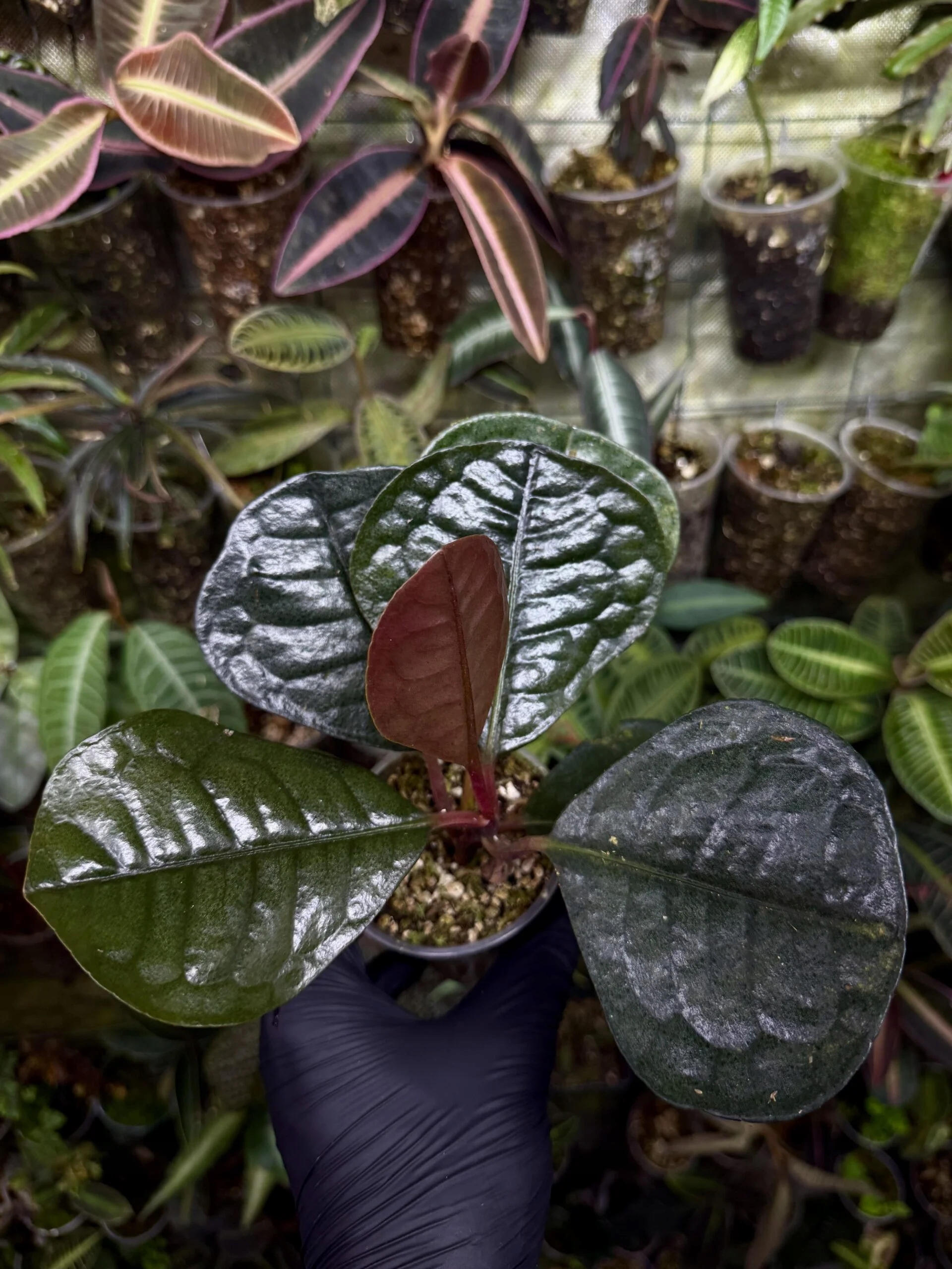 Ardisia sp. Round Leaf rostlina paludárium exotické tmavé listy