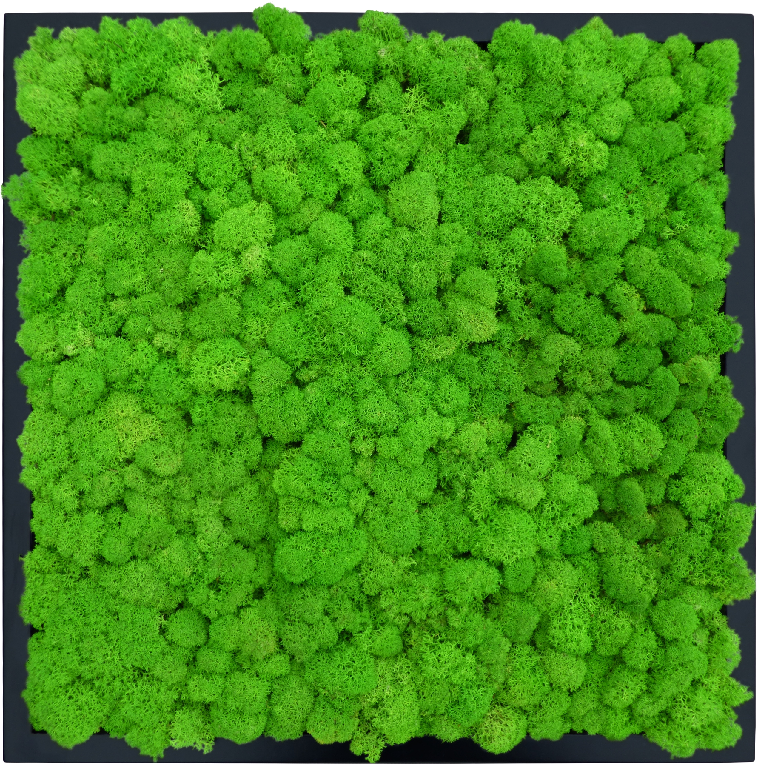 Černý Slim obraz s chrobotkem Premium Apple Green 50x50 cm