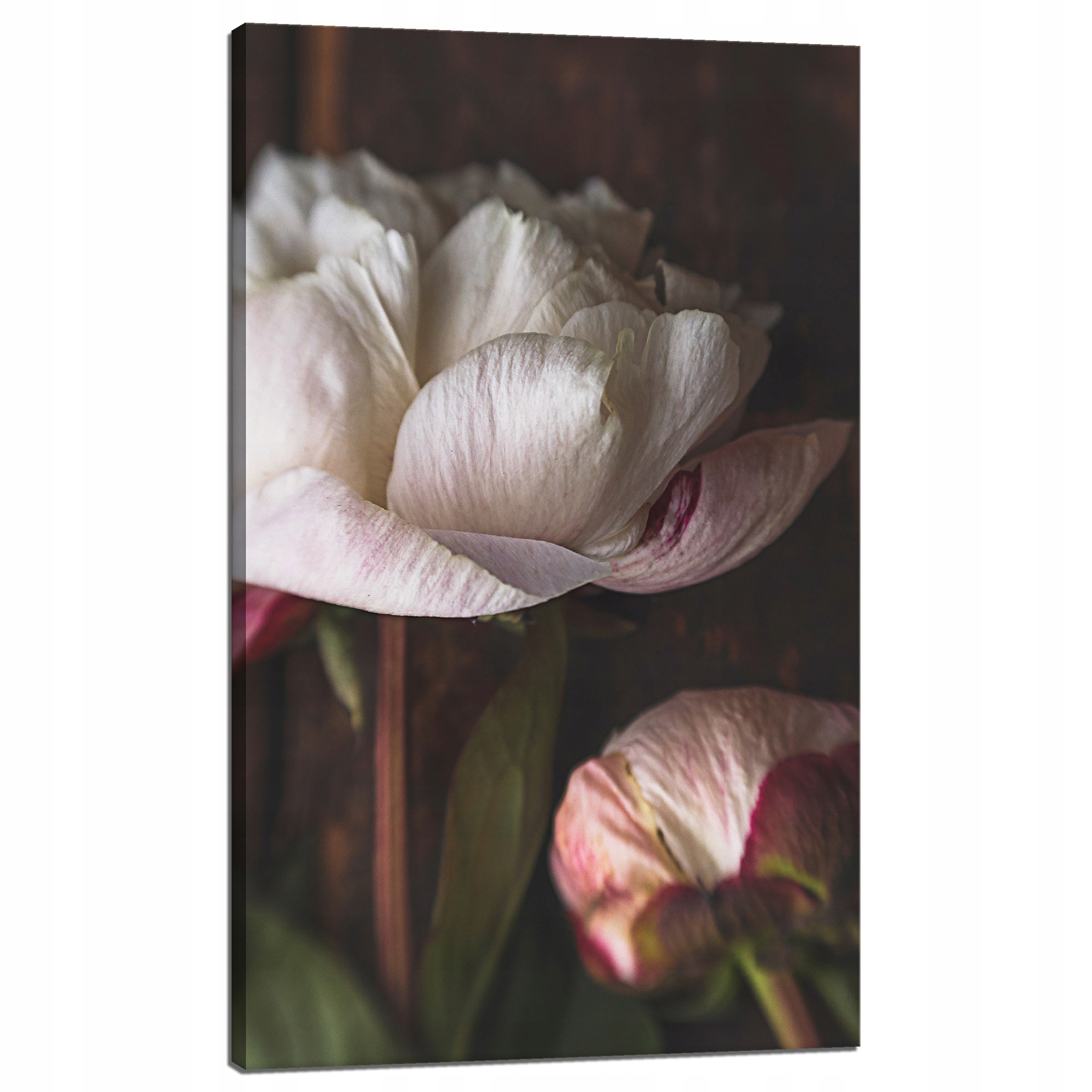 Obraz na plátně Bílý Květ Pivoňky Bílá a Růže Příroda Vintage Retro 60x100