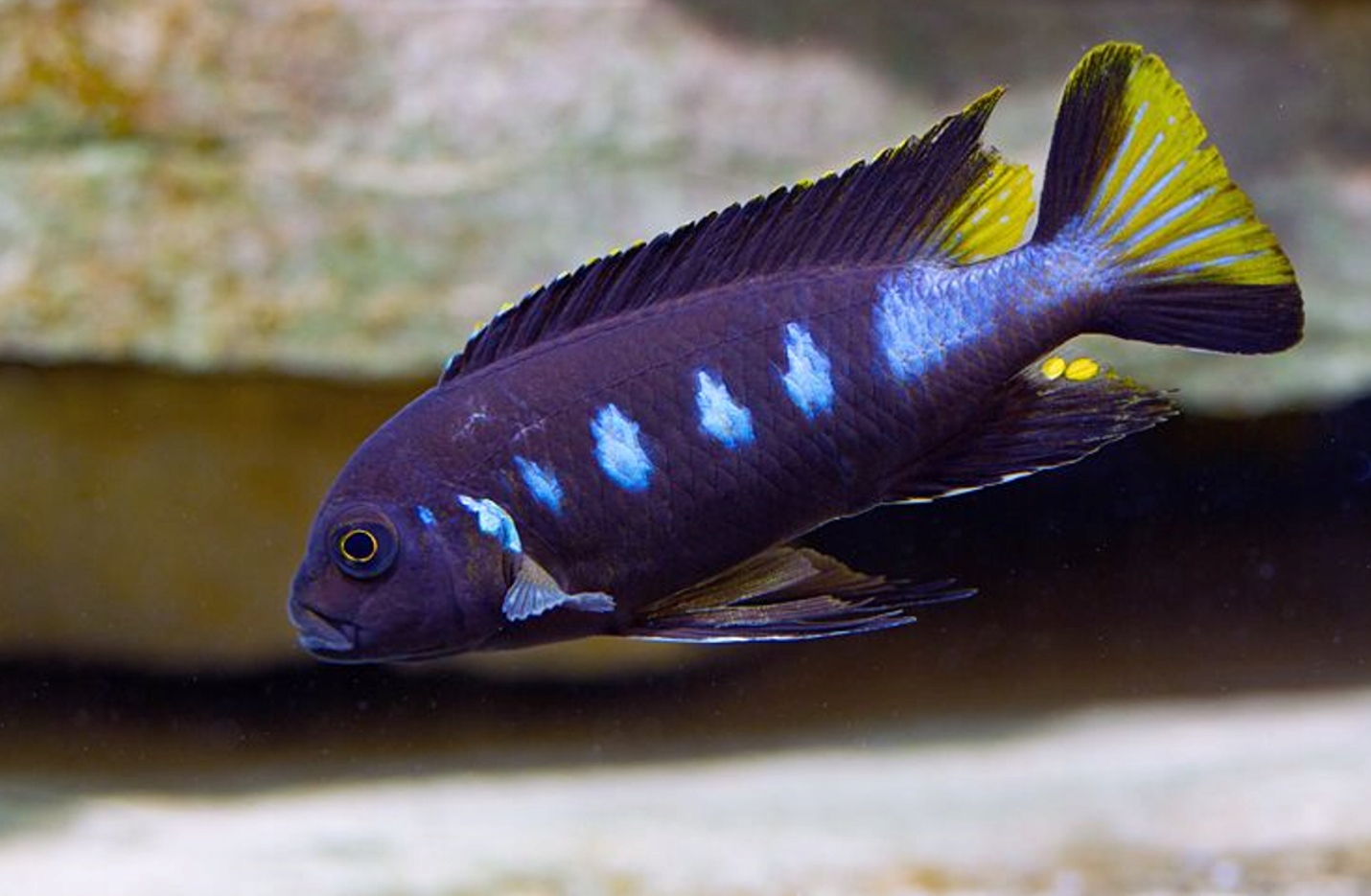 Metriaclima elongatus Chewere-морда