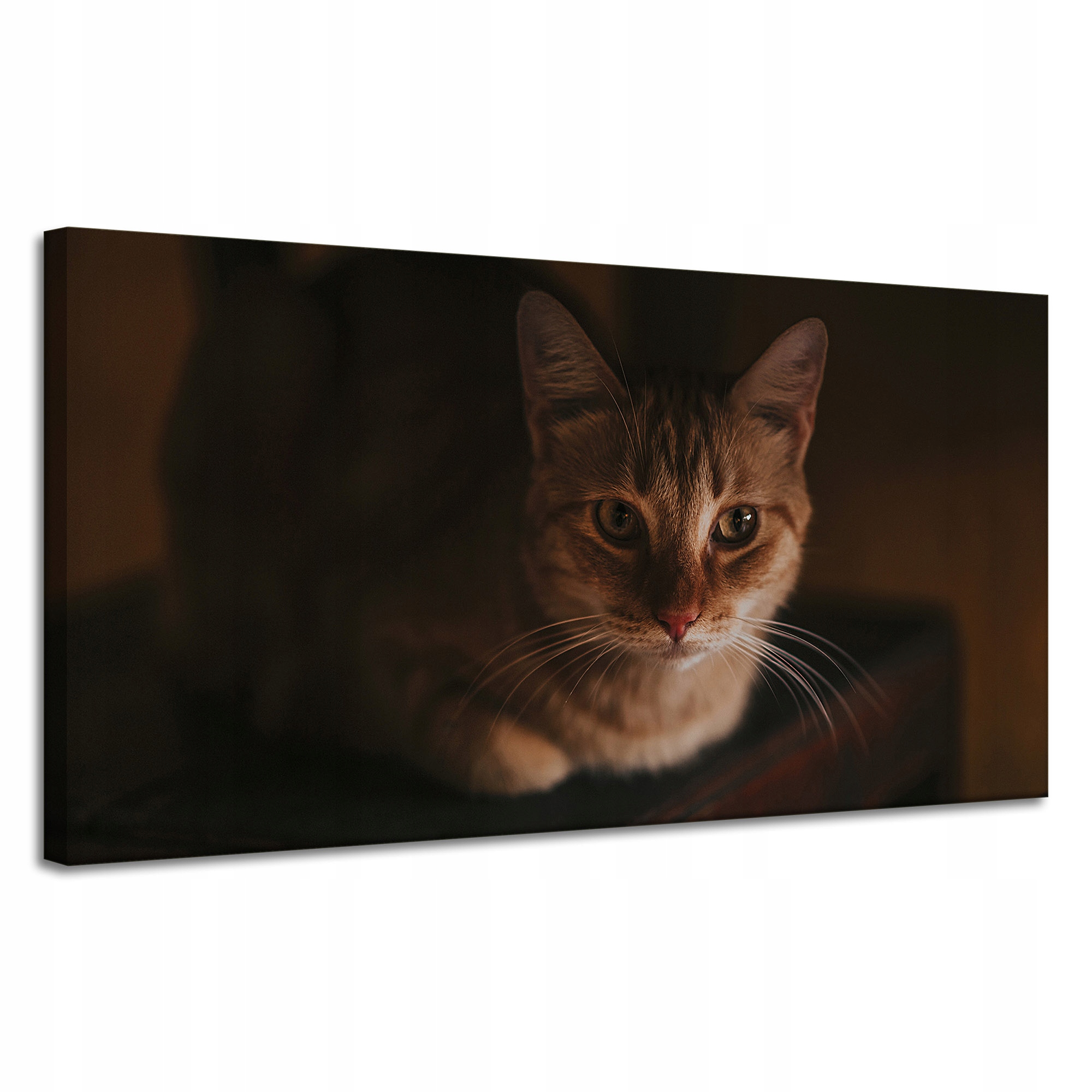 Obrazy na plátně Zvířata Kočka Domácí 120x60 cm