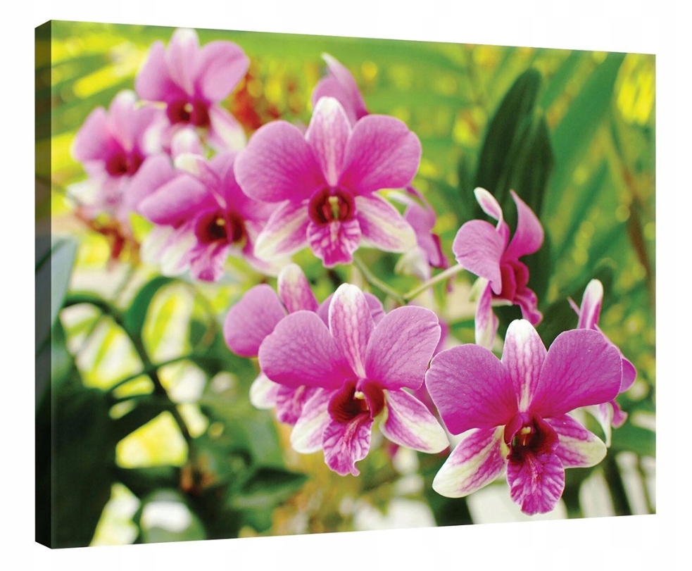 Obraz 100x75 Orchideje růžové květy příroda svěžest jemnost tropy
