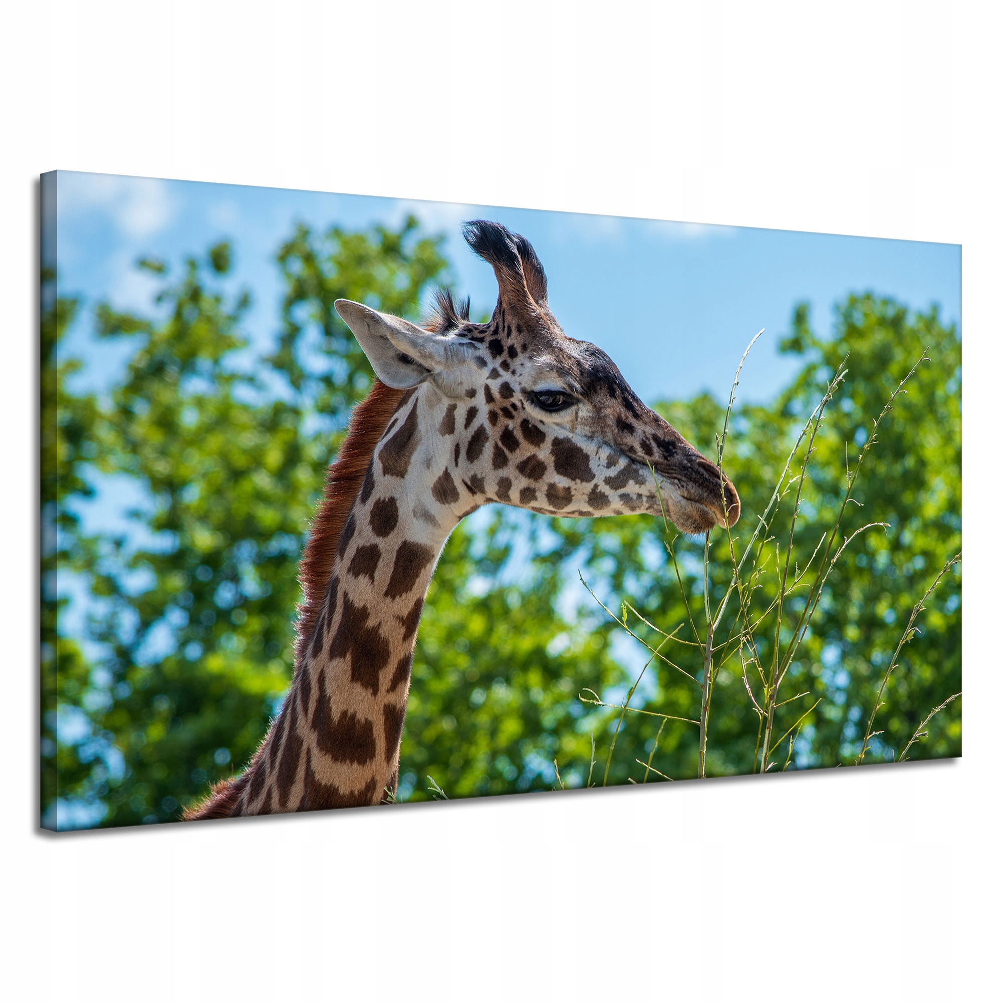 Obrazy na plátně Zvířata Žirafa 120x70 cm