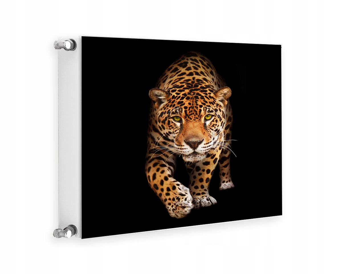 MAGNETYCZNA OSŁONA NA KALORYFER 60x60 KOT FOTOTAPETA