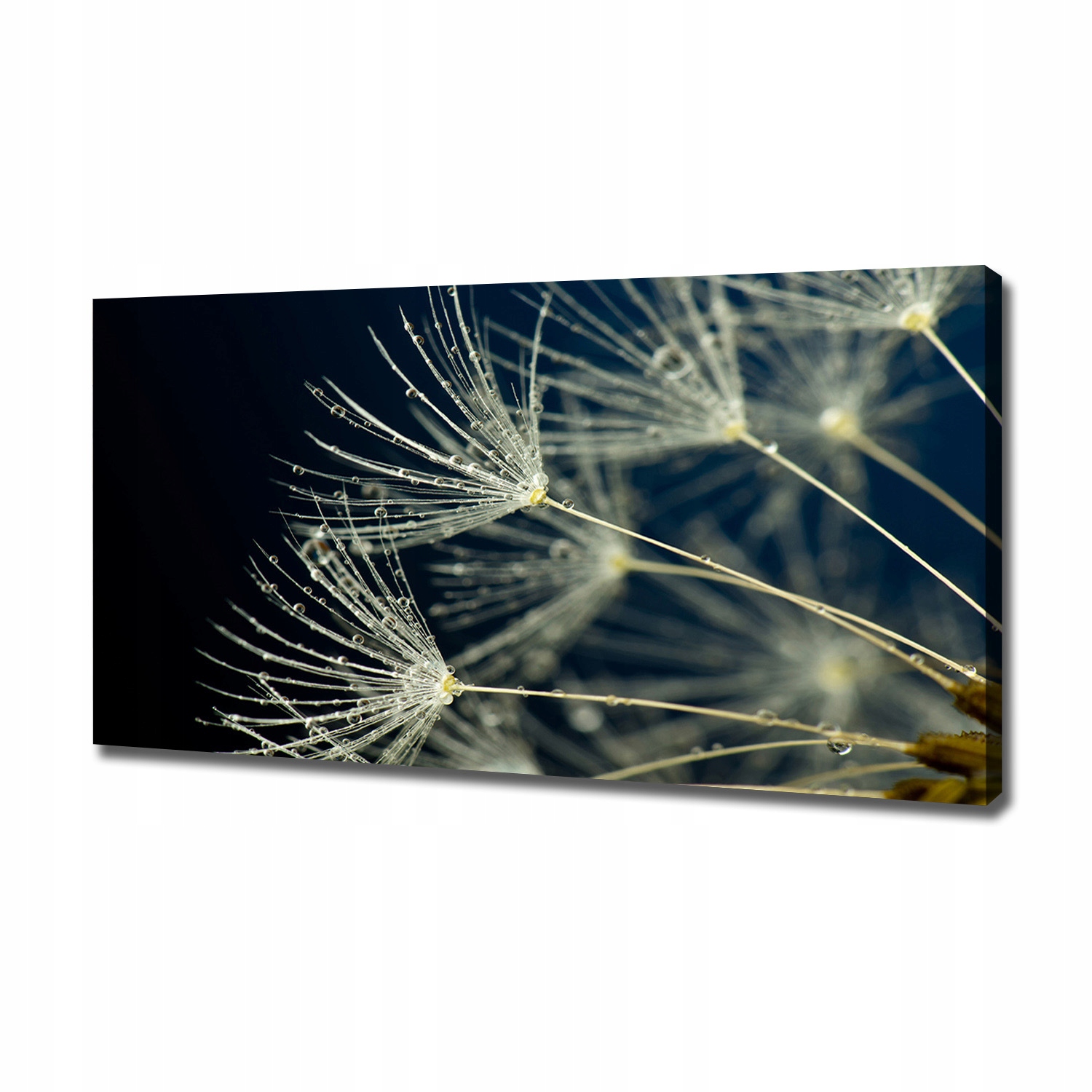 

Foto obraz na płótnie Nasiona dmuchawca 120x60 cm