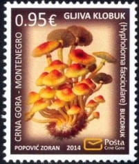 Czarnogóra 2014, Grzyby **