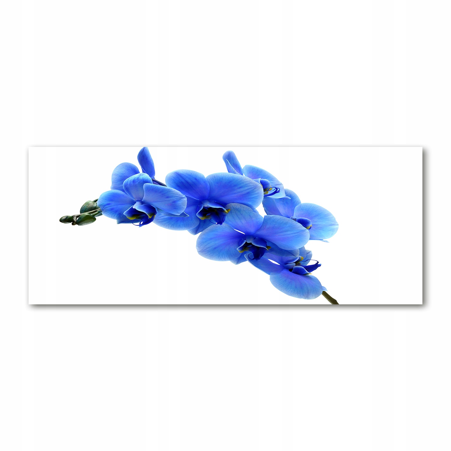 

Foto obraz szkło akryl Niebieska orchidea 125x50cm