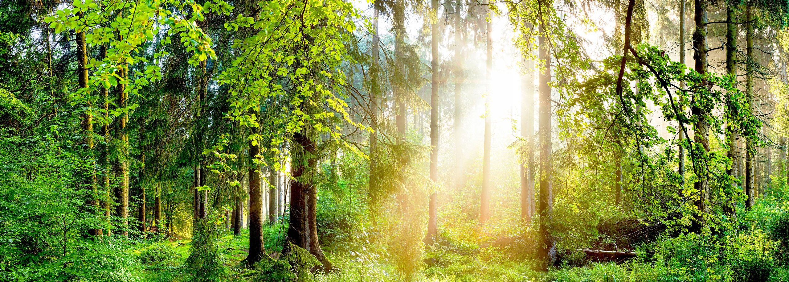 Fototapeta 3D Obývacia Izba Spálňa Les Stromy Slnko 196x260 P01 W