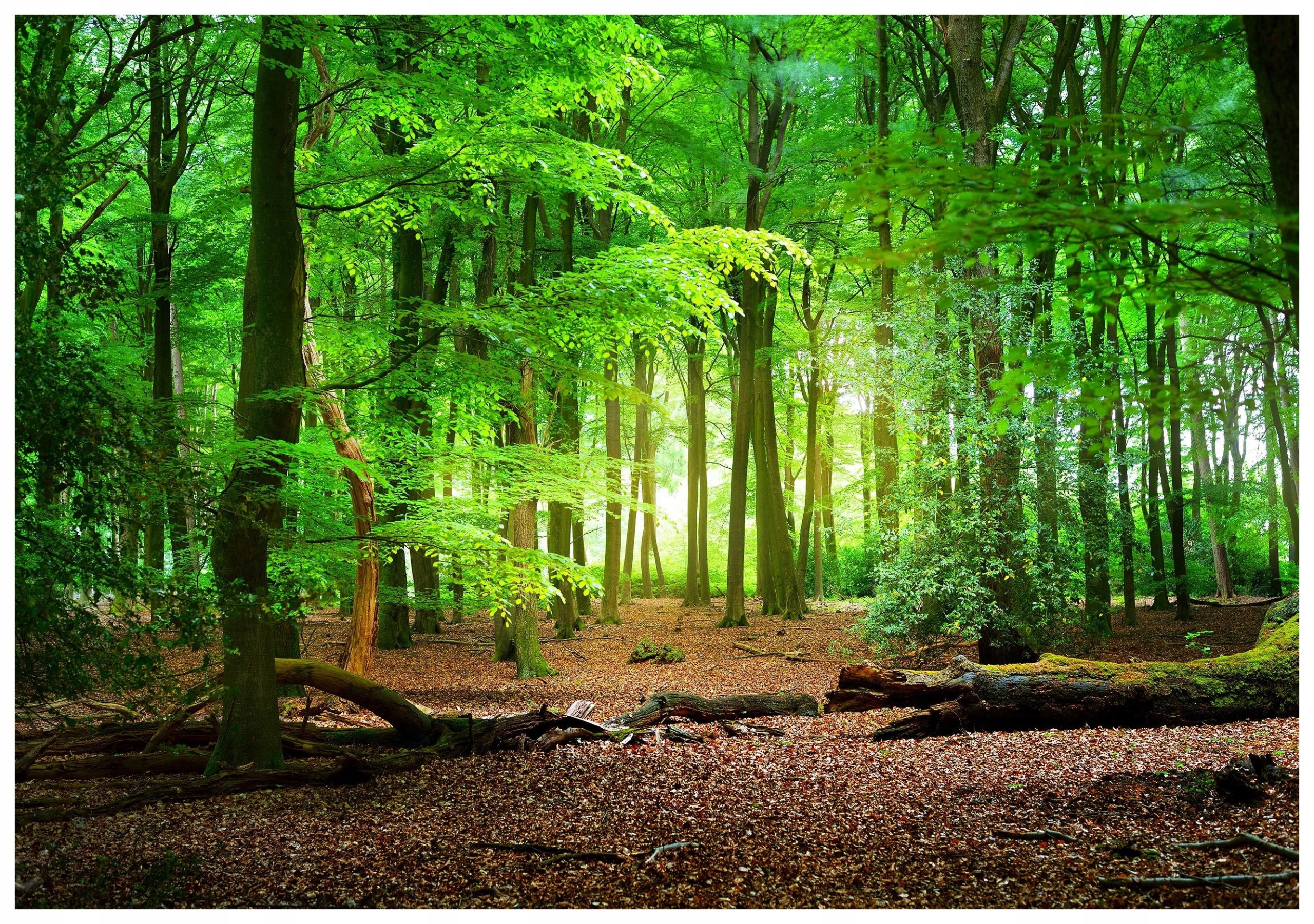 Fototapeta Střelecký les ve slunečném světle 250x175 lepidlo