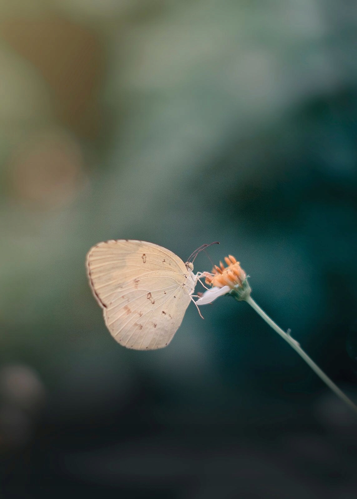 

Motyl na kwiatku plakat na ścianę 50x70 cm
