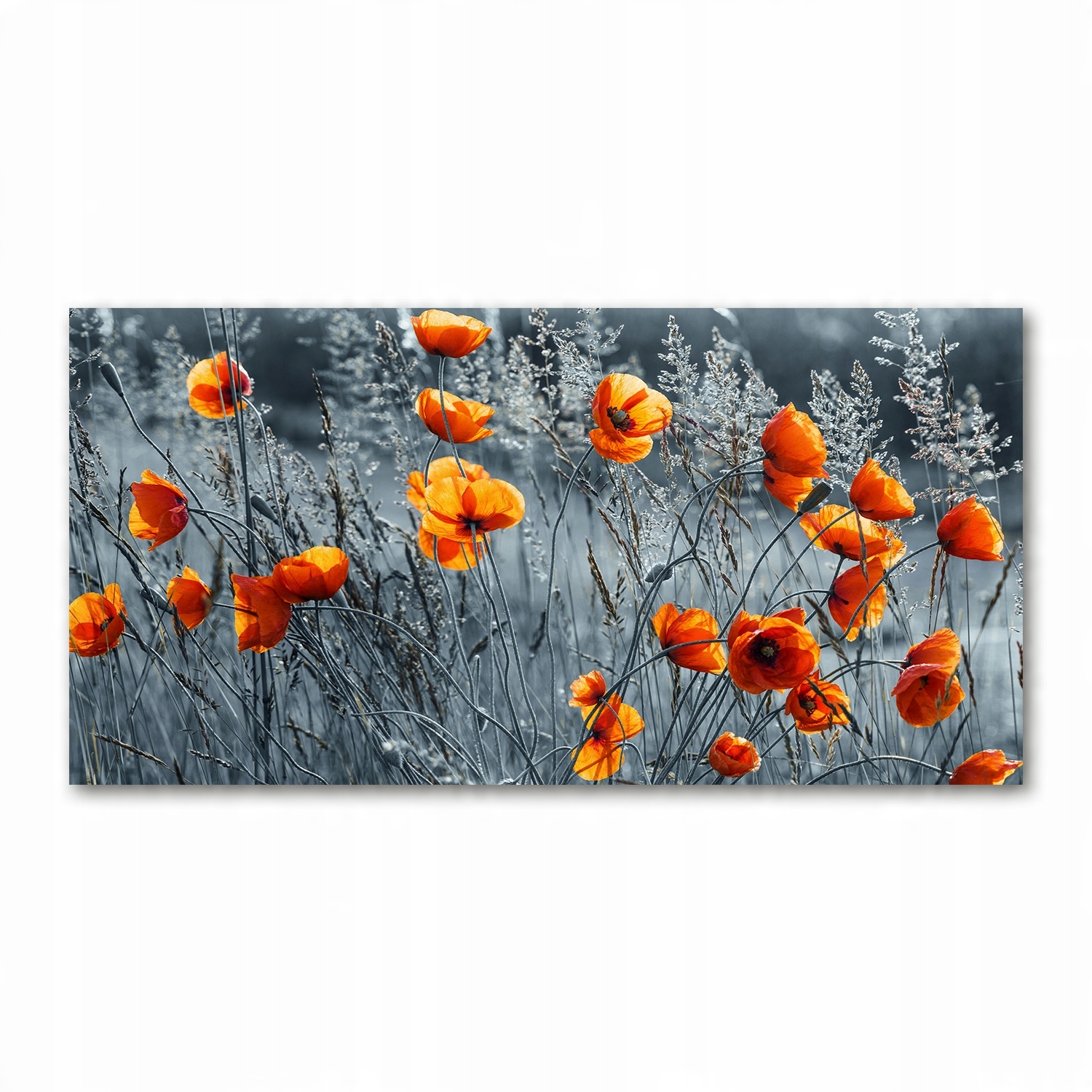

Foto-obraz akrylowy Polny mak zdjęcie 140x70 cm