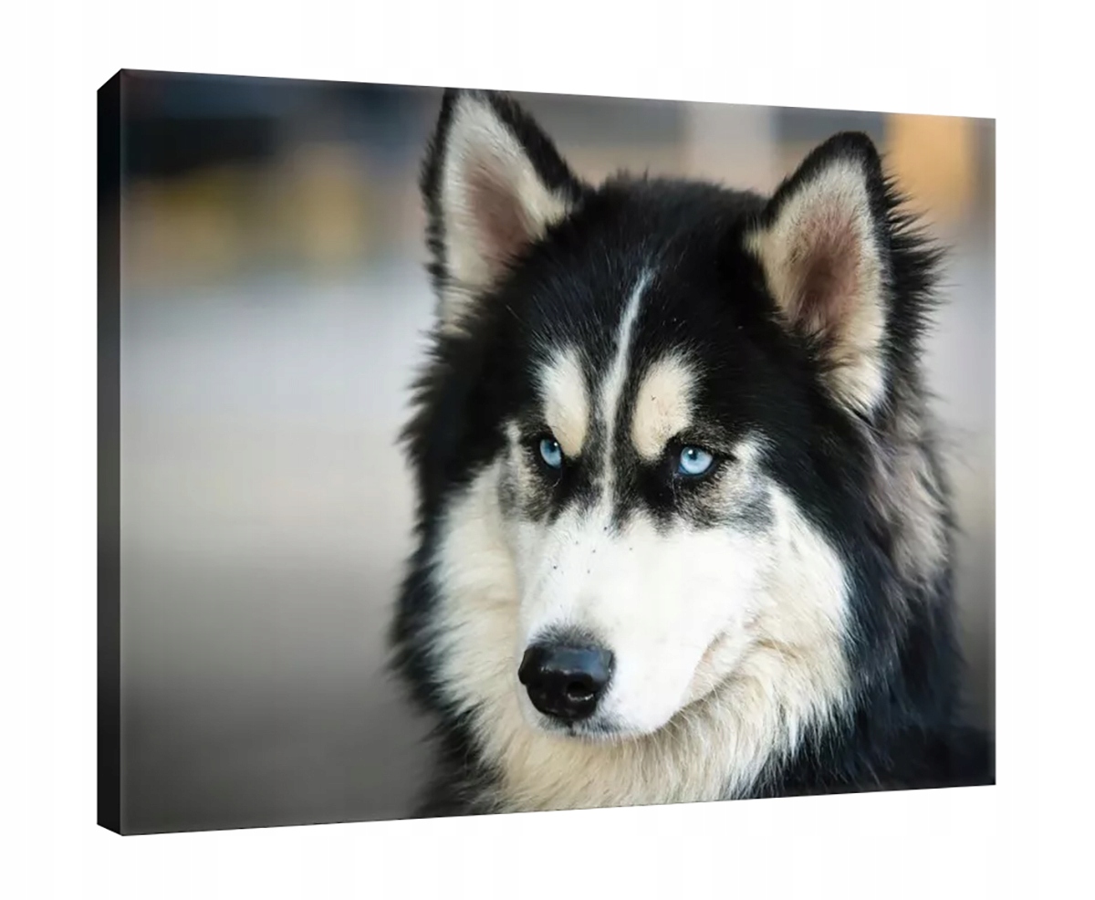 Obraz Na Plátně Canvas 100x75 Pes Husky Portrét