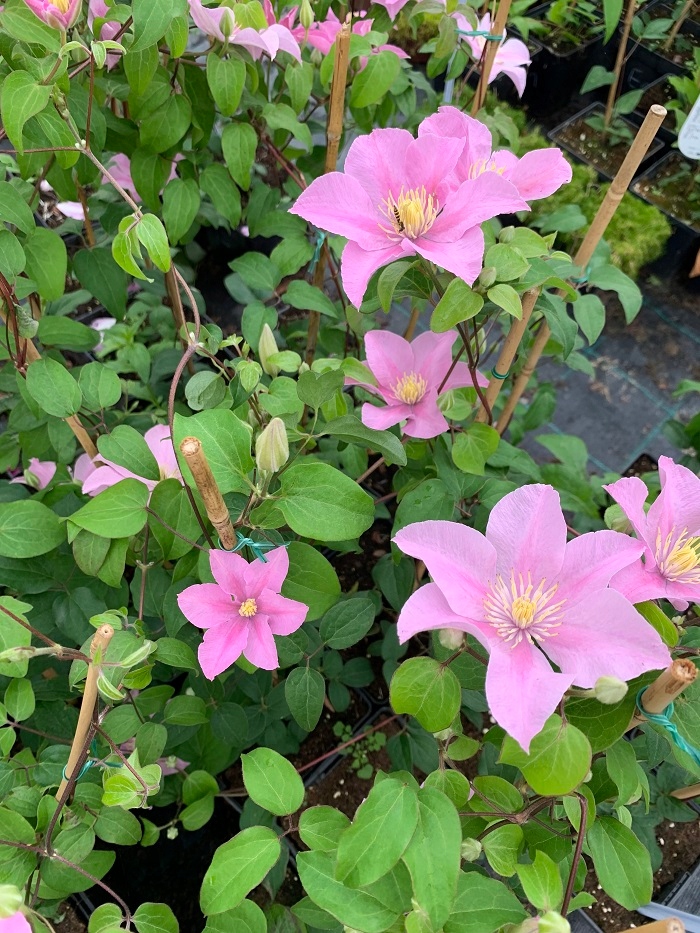 Powojnik Clematis POMPEII jasnoróżowe kwiaty