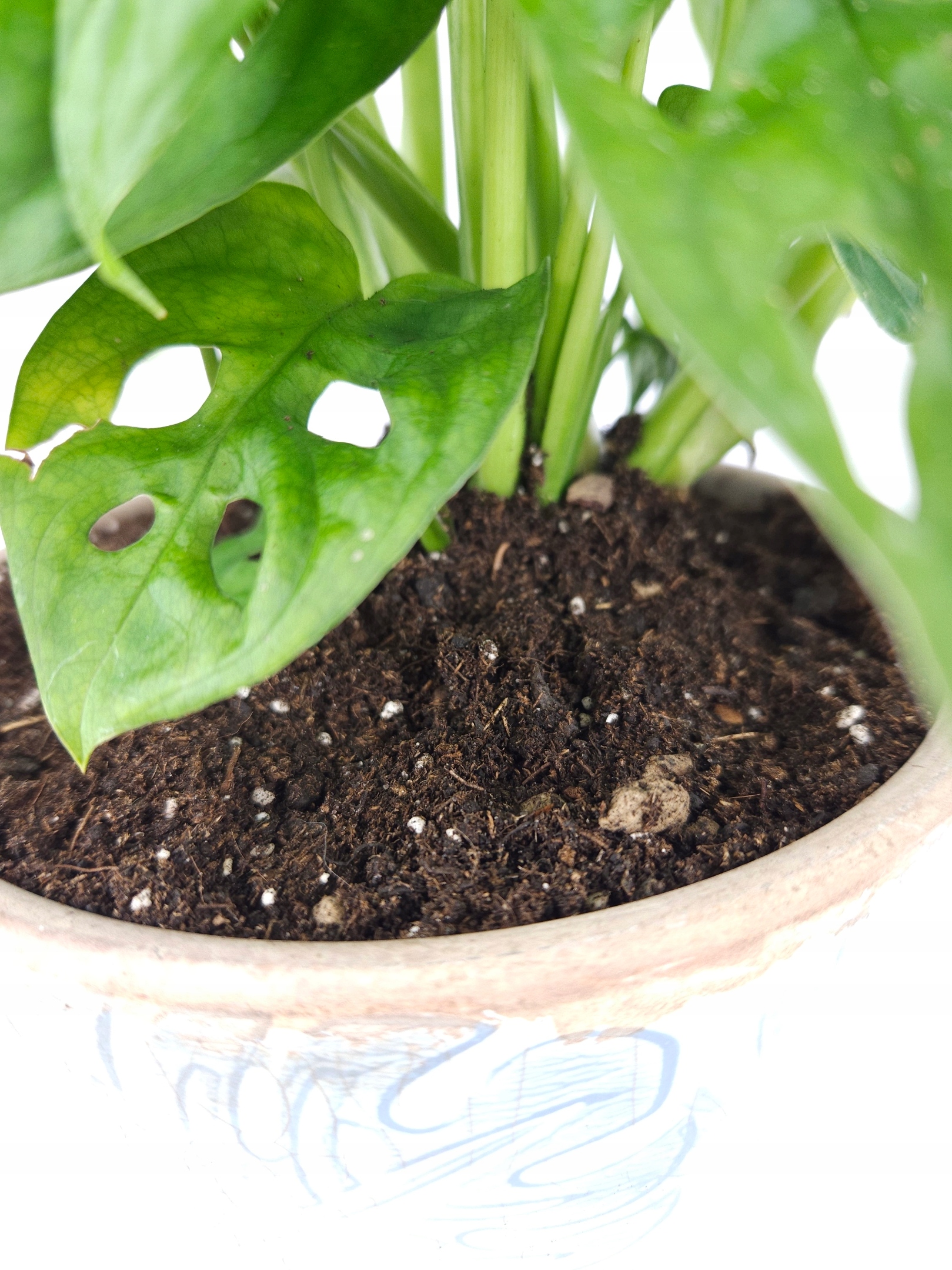 Podłoże do domowych ROŚLIN ZIELONYCH PALM BIGOS 5L pH 5.5-6.5