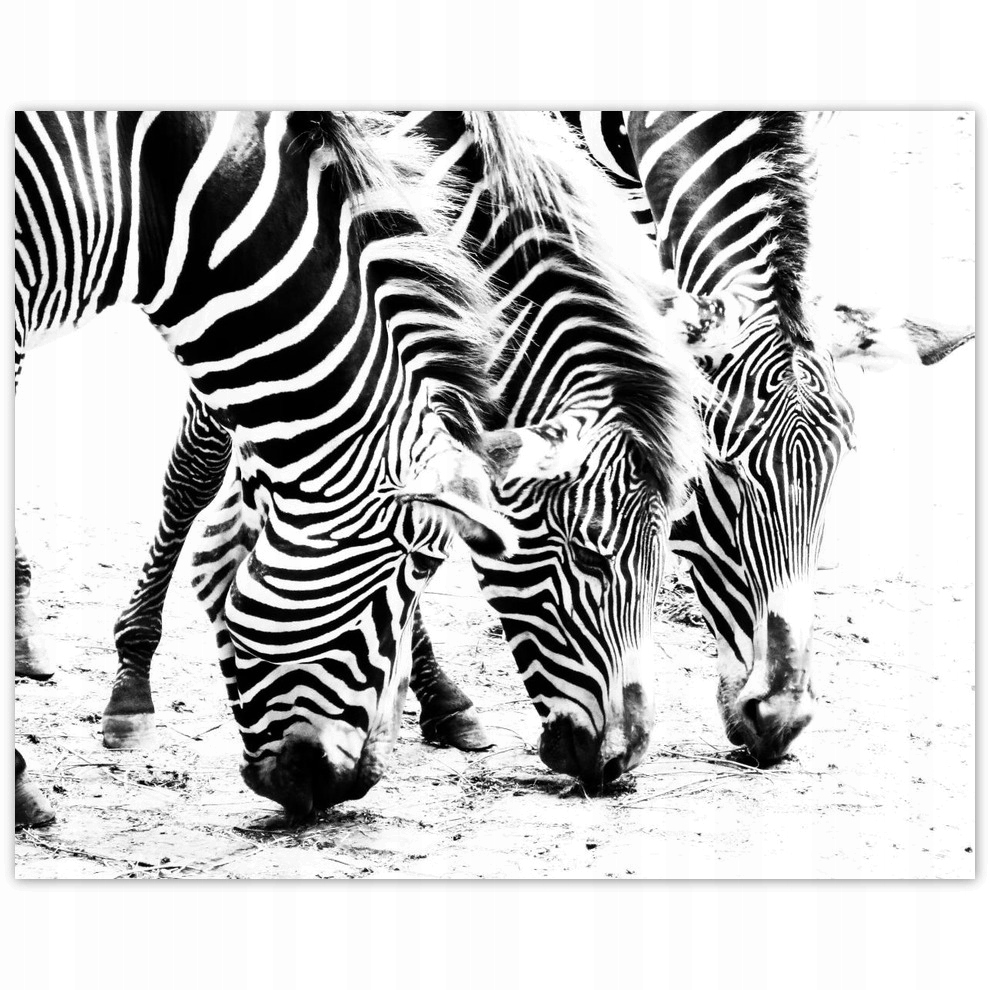 

Plakaty 50x40 Zebra Paski