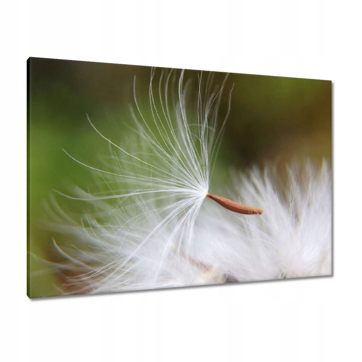Obrazy 100x70 Pampeliška Květ Květiny