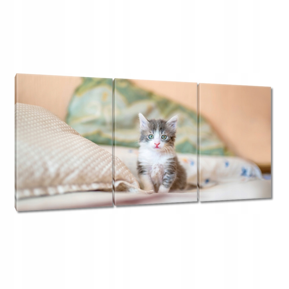 

Obrazy 120x60 Kot Kotek Koty Kicia