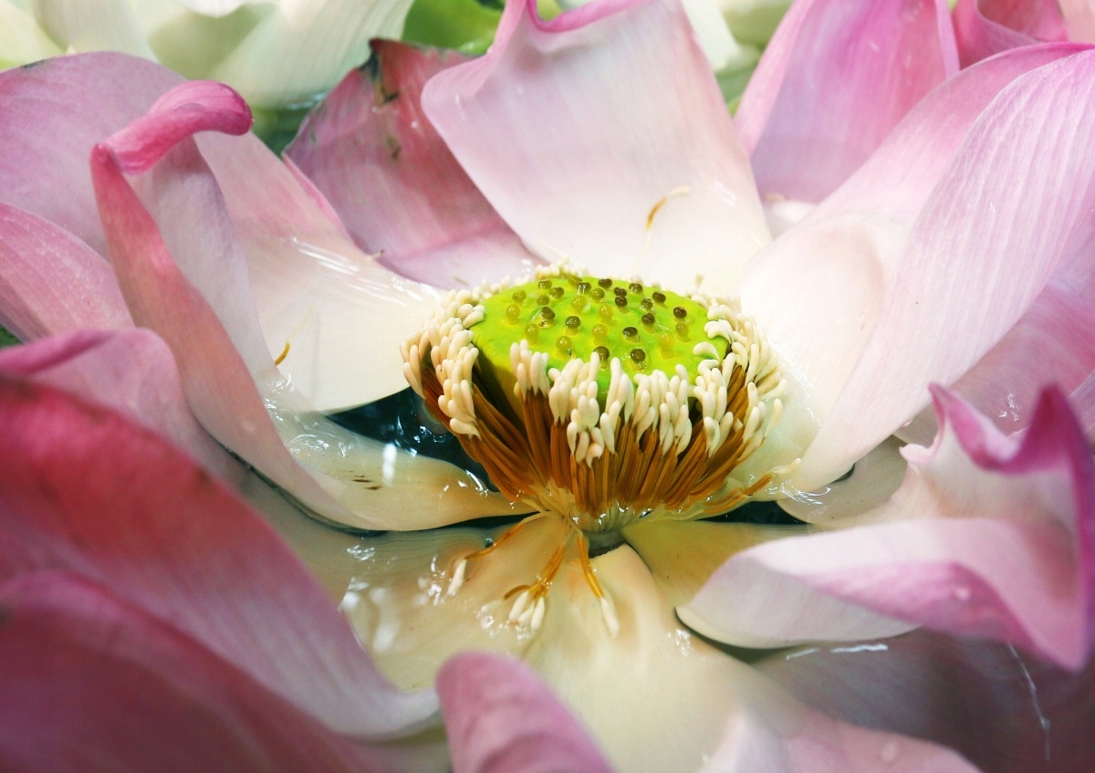 

Fototapeta Flizelinowa Kwiat lotosu 312x219