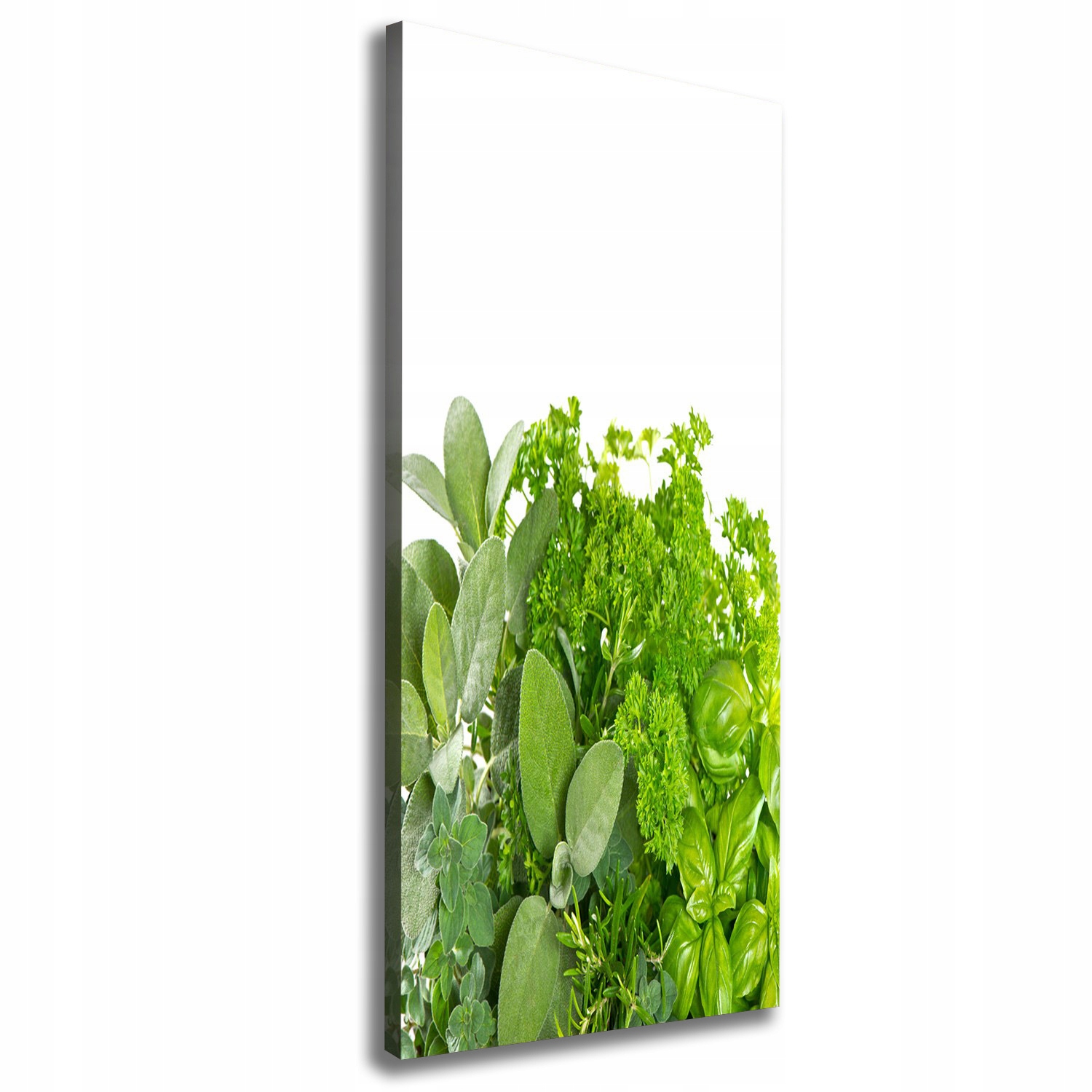 

Foto-obraz zdjęcie na płótnie Zioła 50x125 cm