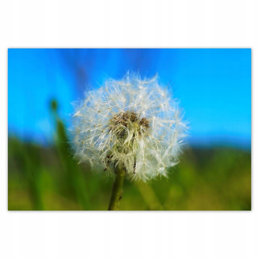 

Plakat 93x62 Dmuchawiec Kwiat Kwiatki