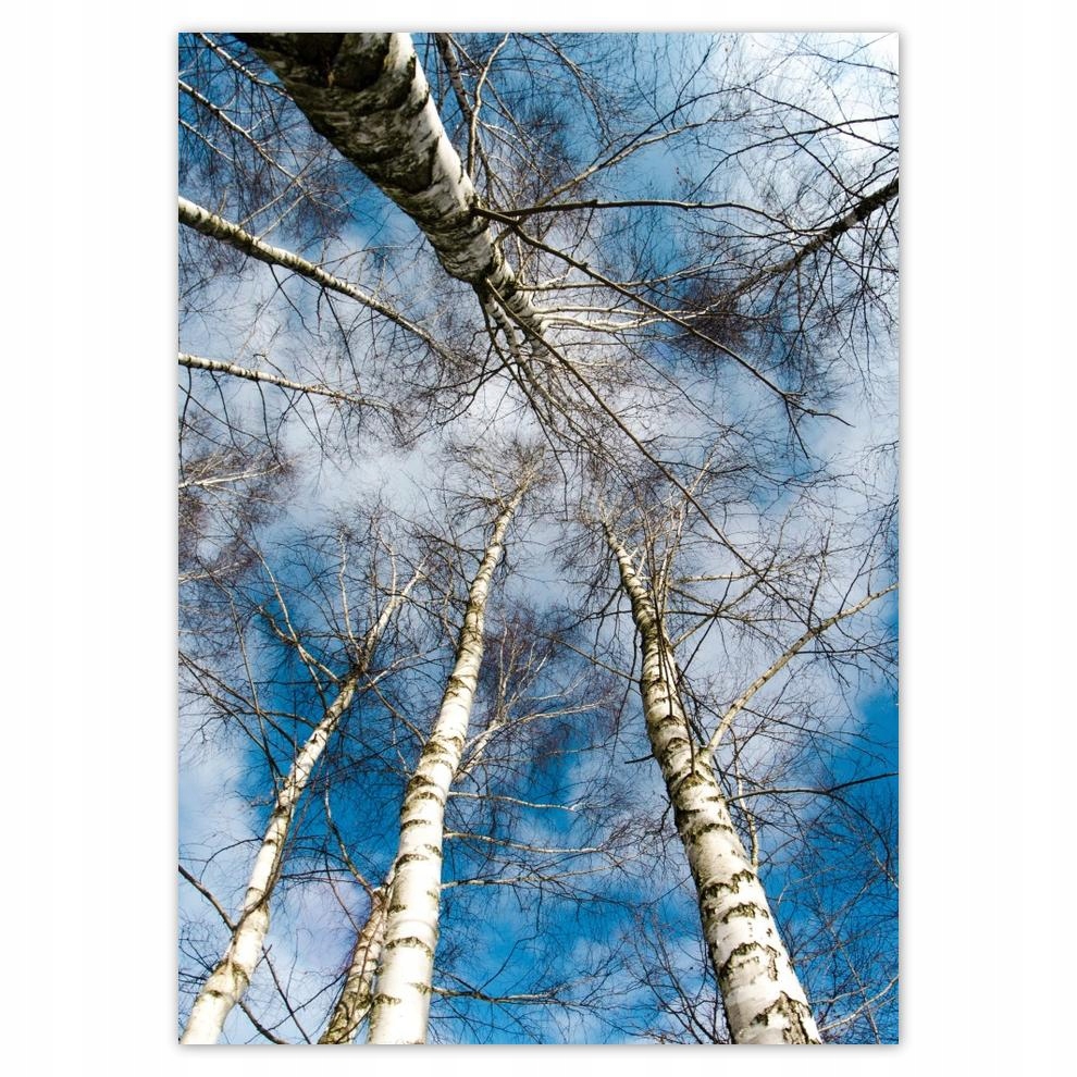 

Naklejki 50x70 Brzozy