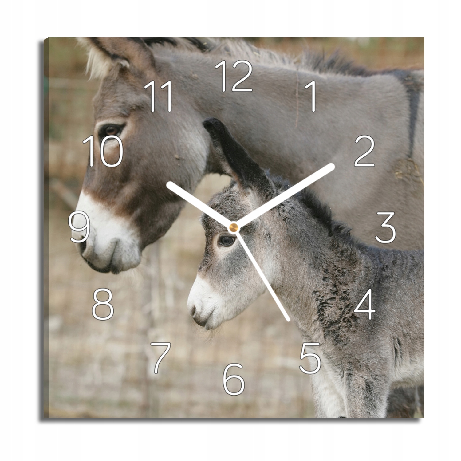 

zegar na płótnie Osioł matka dziecko 30x30 z foto
