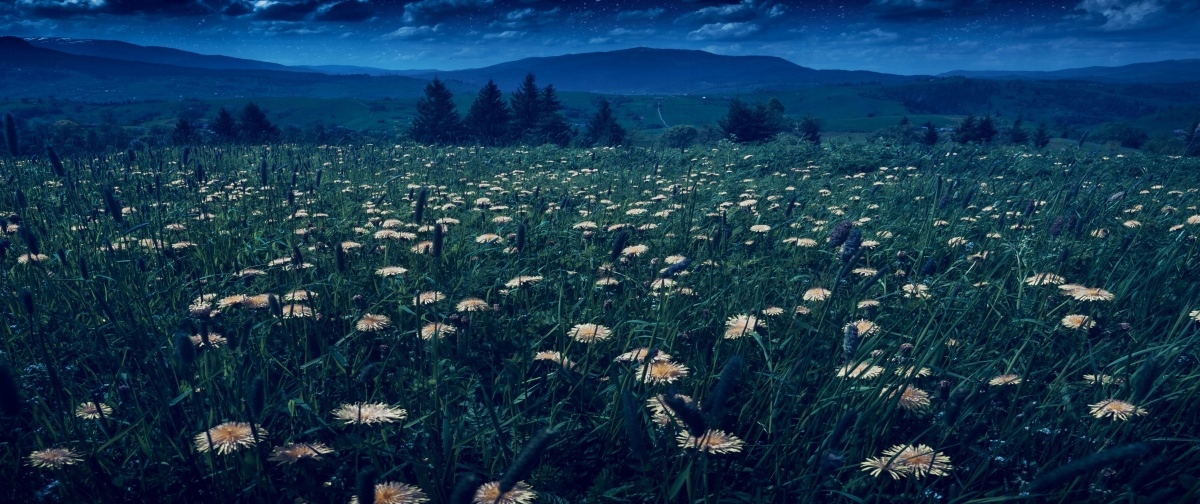 

Fototapeta Flizelinowa Mlecze żółte 250x104