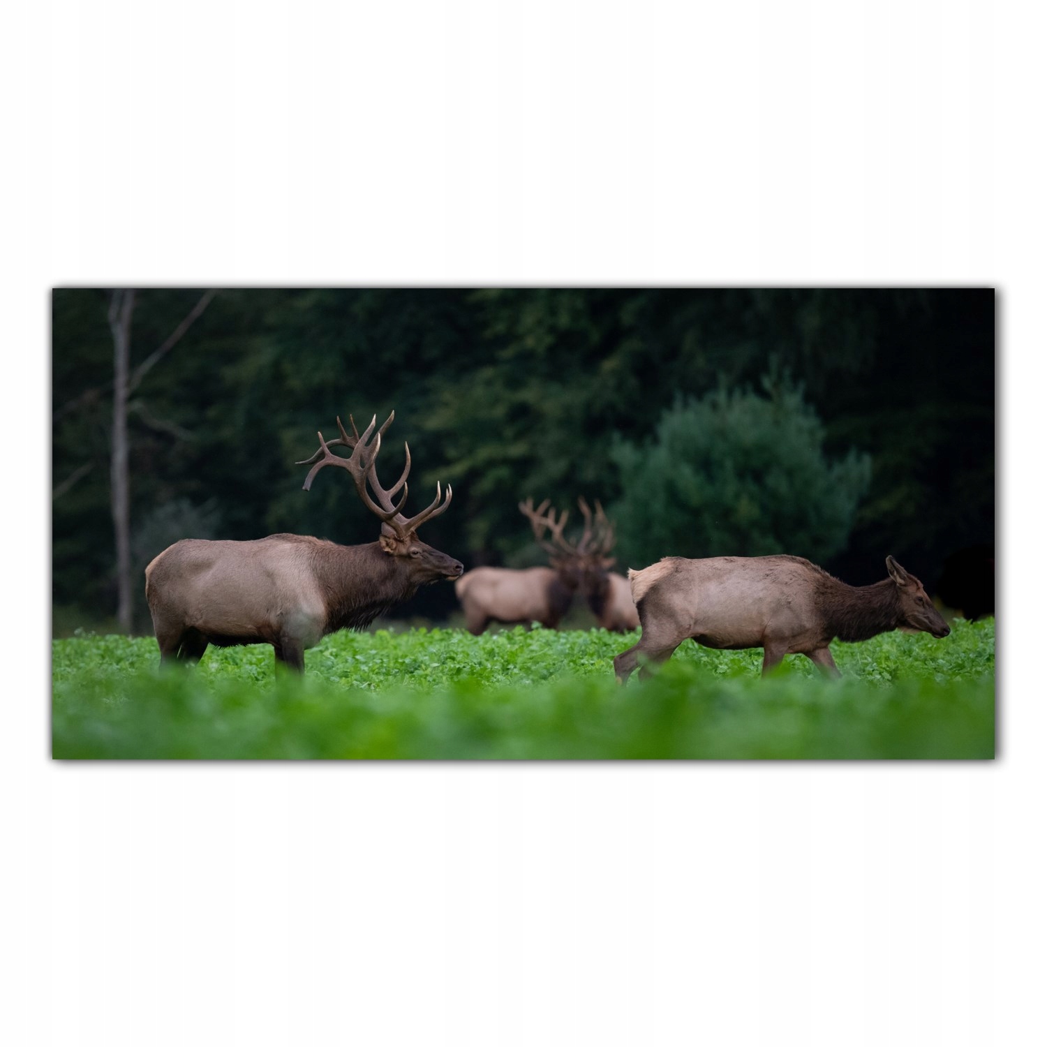 

Obraz Szklany Foto-obraz Łoś Zwierzę Las 120x60