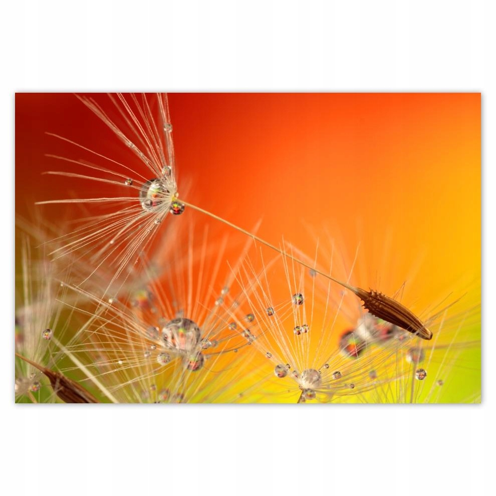

Plakat 93x62 Dmuchawiec Kwiat Kwiatki