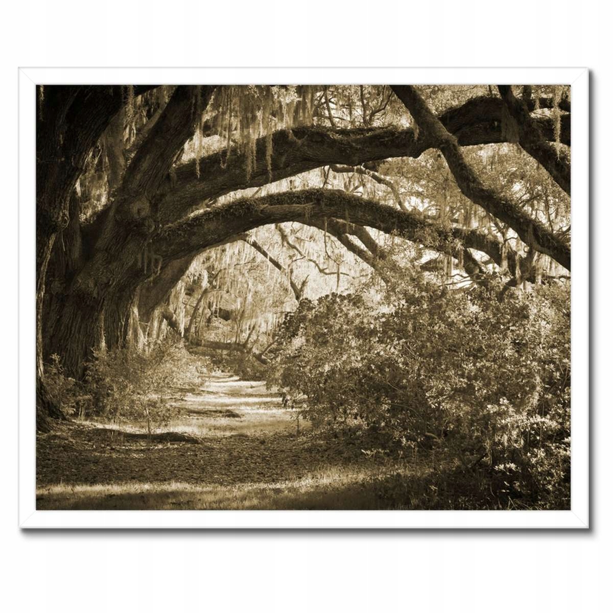 Plakáty v rámu 50x40 Duby v parku Sepia